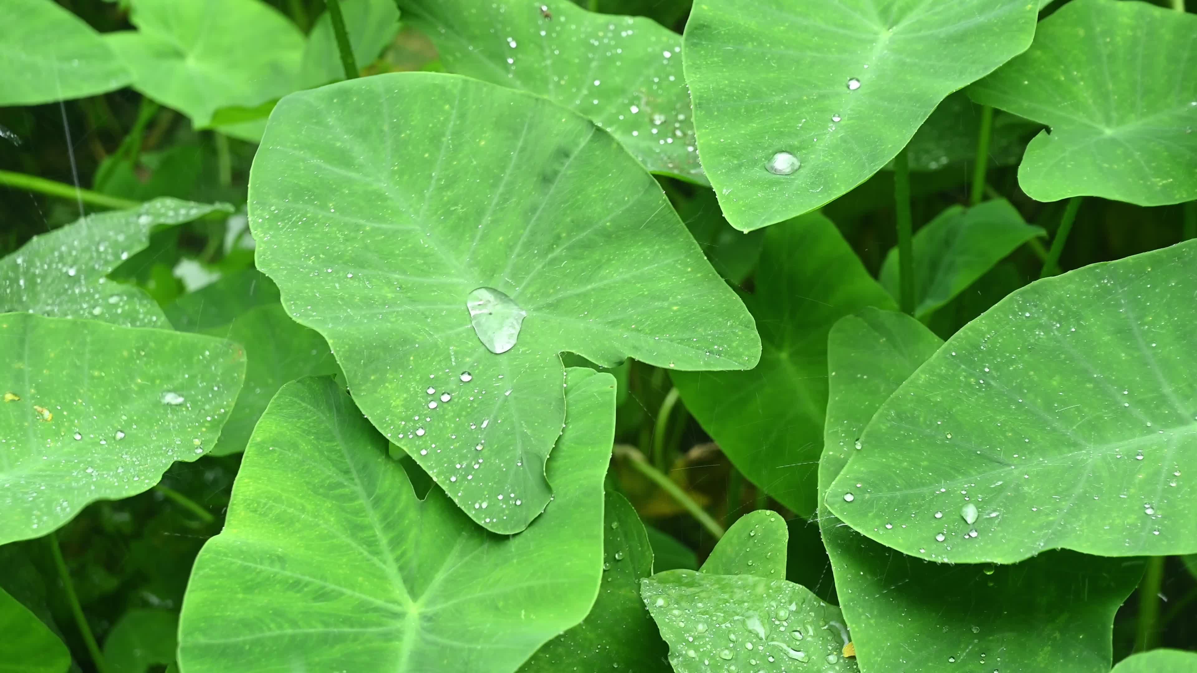 Taro leaves - Monsoon Vive - Waterproof - Hydrophobic