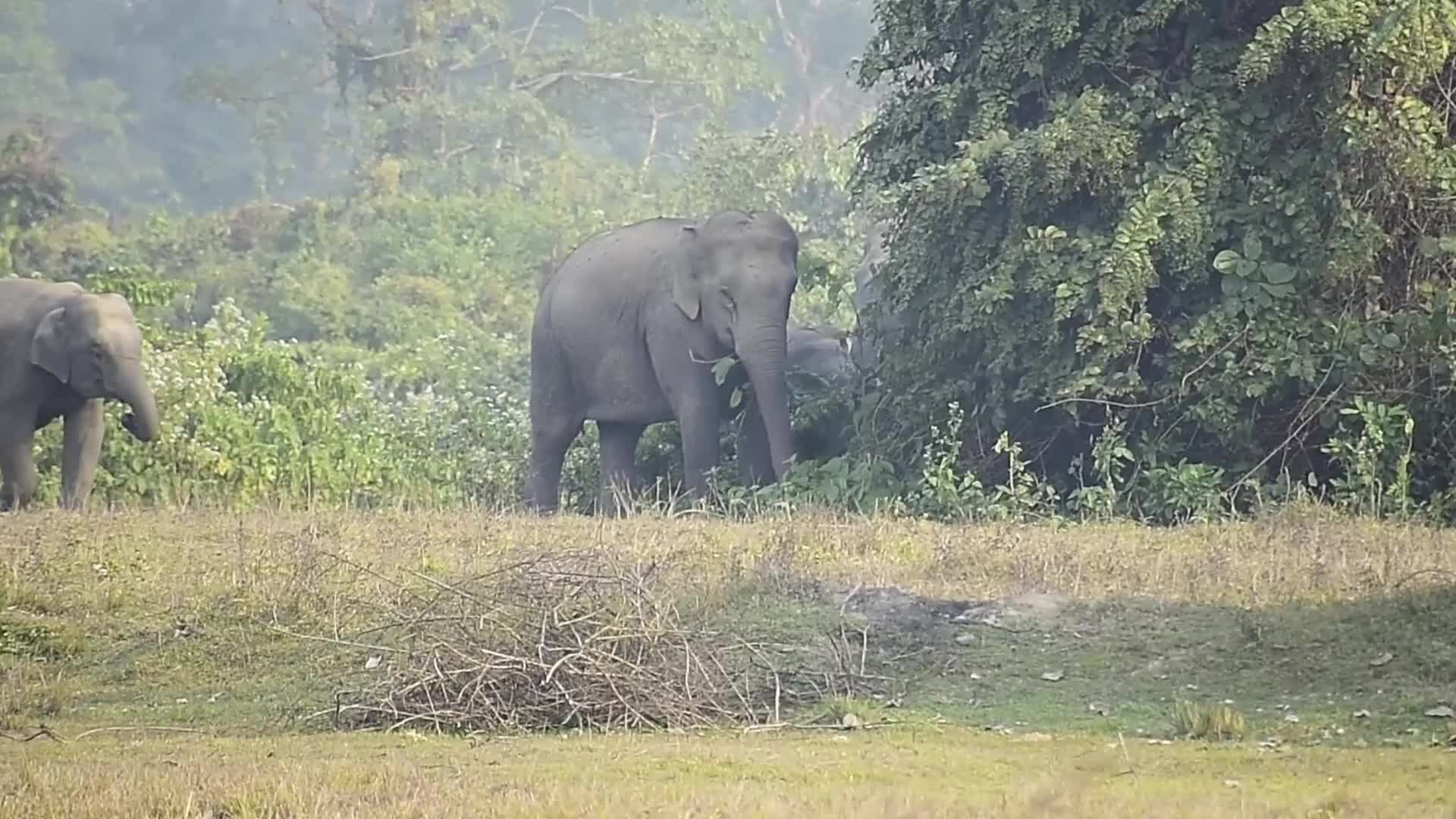 Wlld elephants creating havoc in Assam , India 