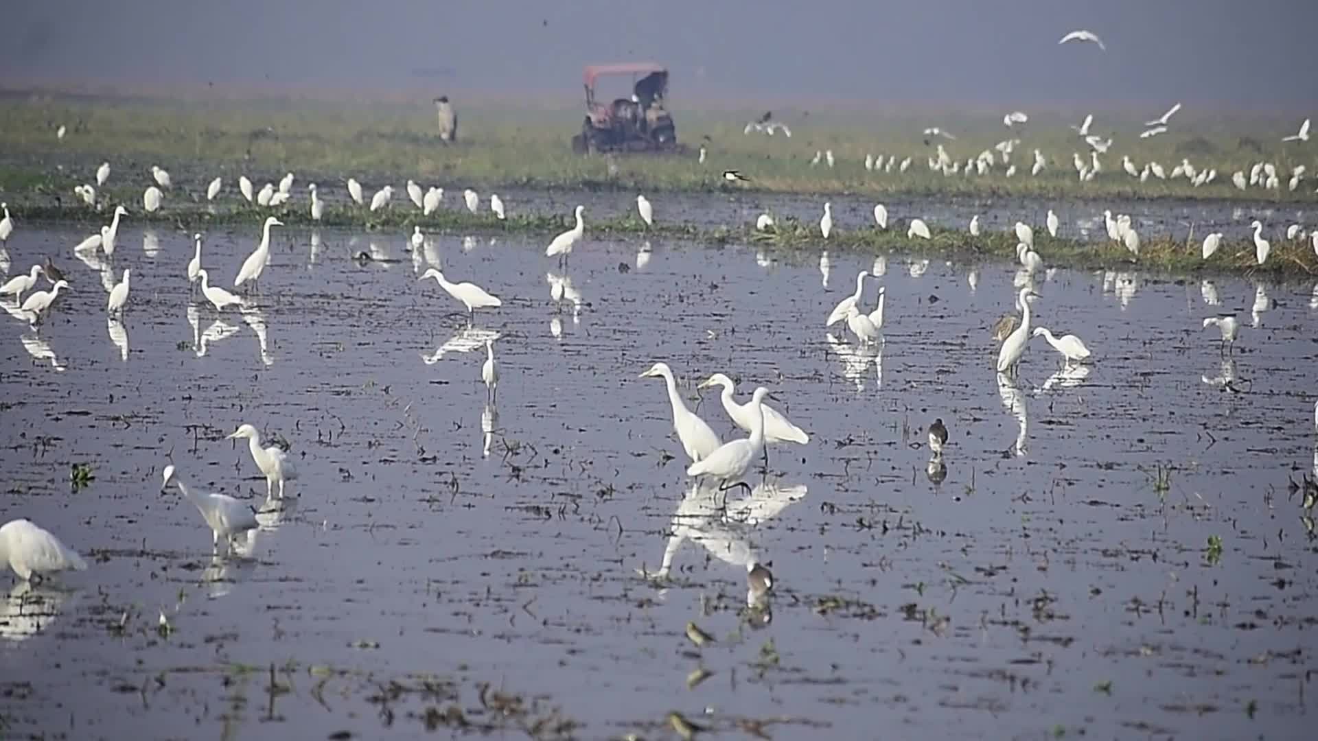 Egrets searching for food in India 