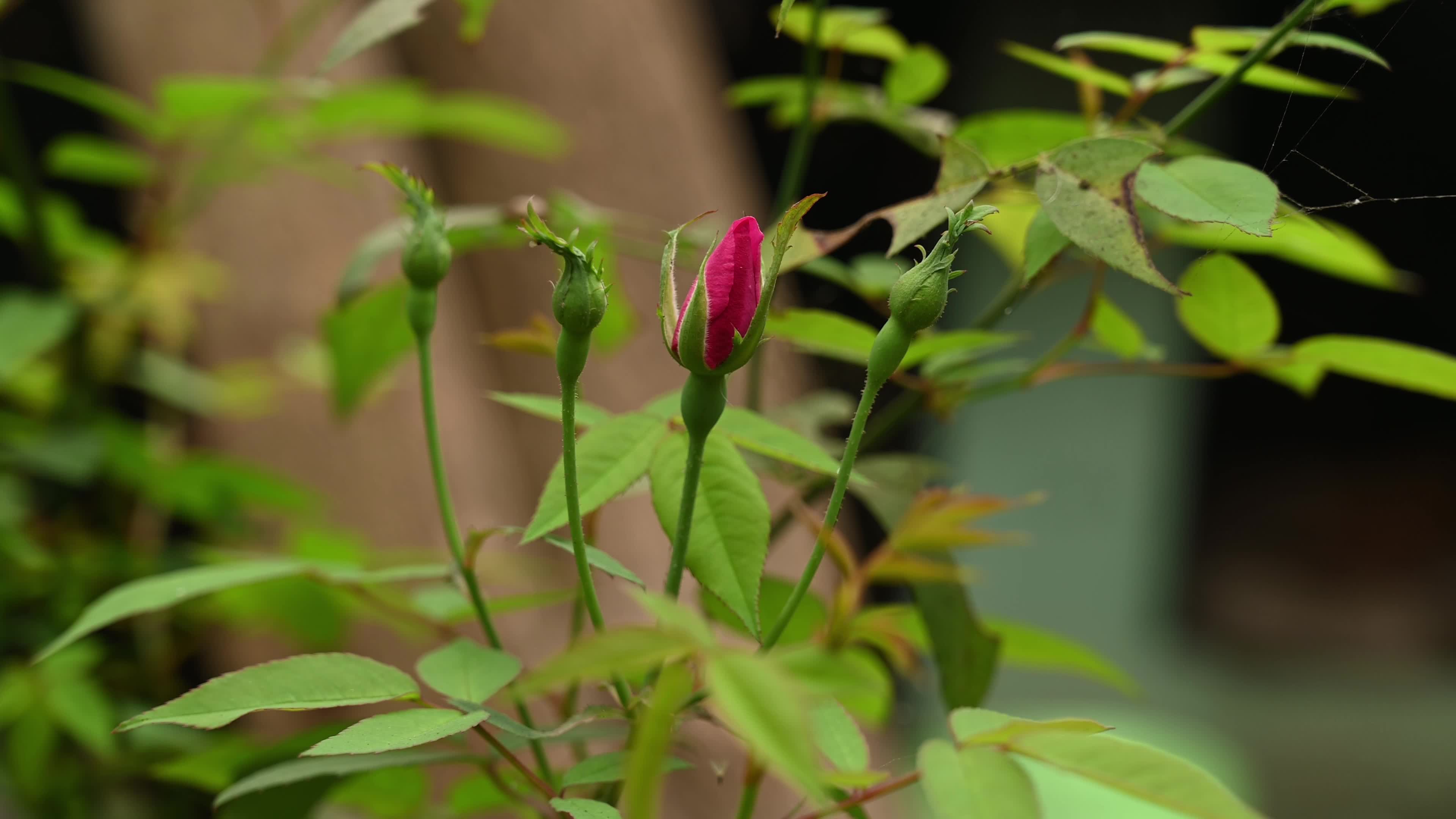 Rose Flower - Monthly Rose 