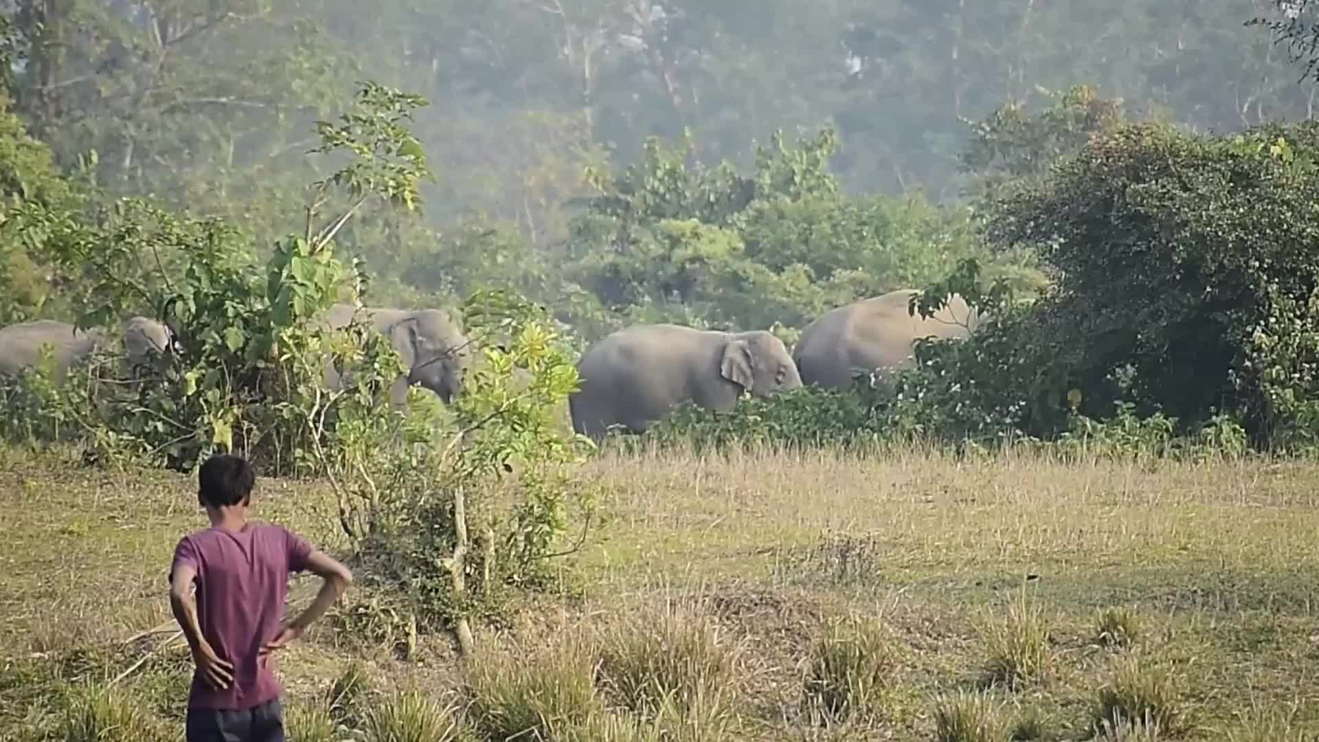 Wlld elephants creating havoc in Assam , India 