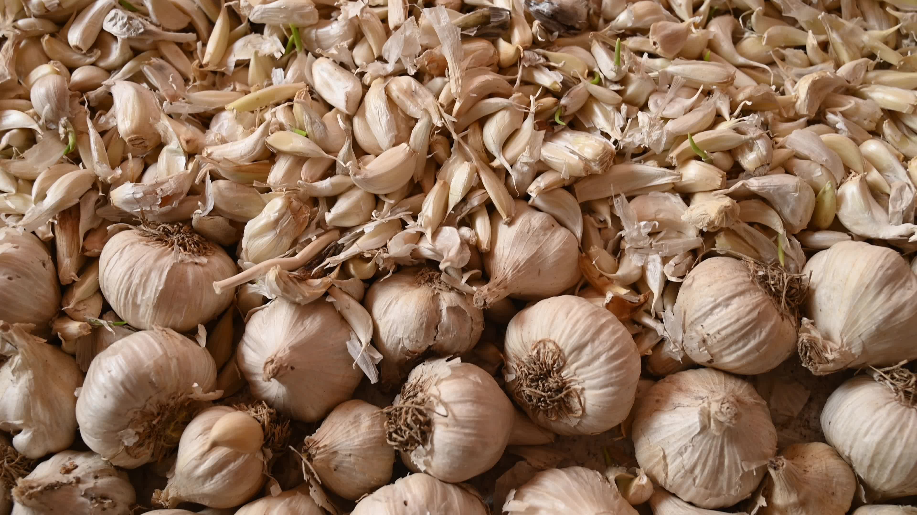 Garlic - Allium sativum - Indian Vegetables 