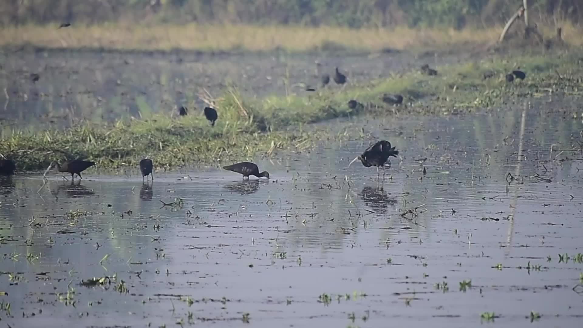 Egrets searching for food in India 