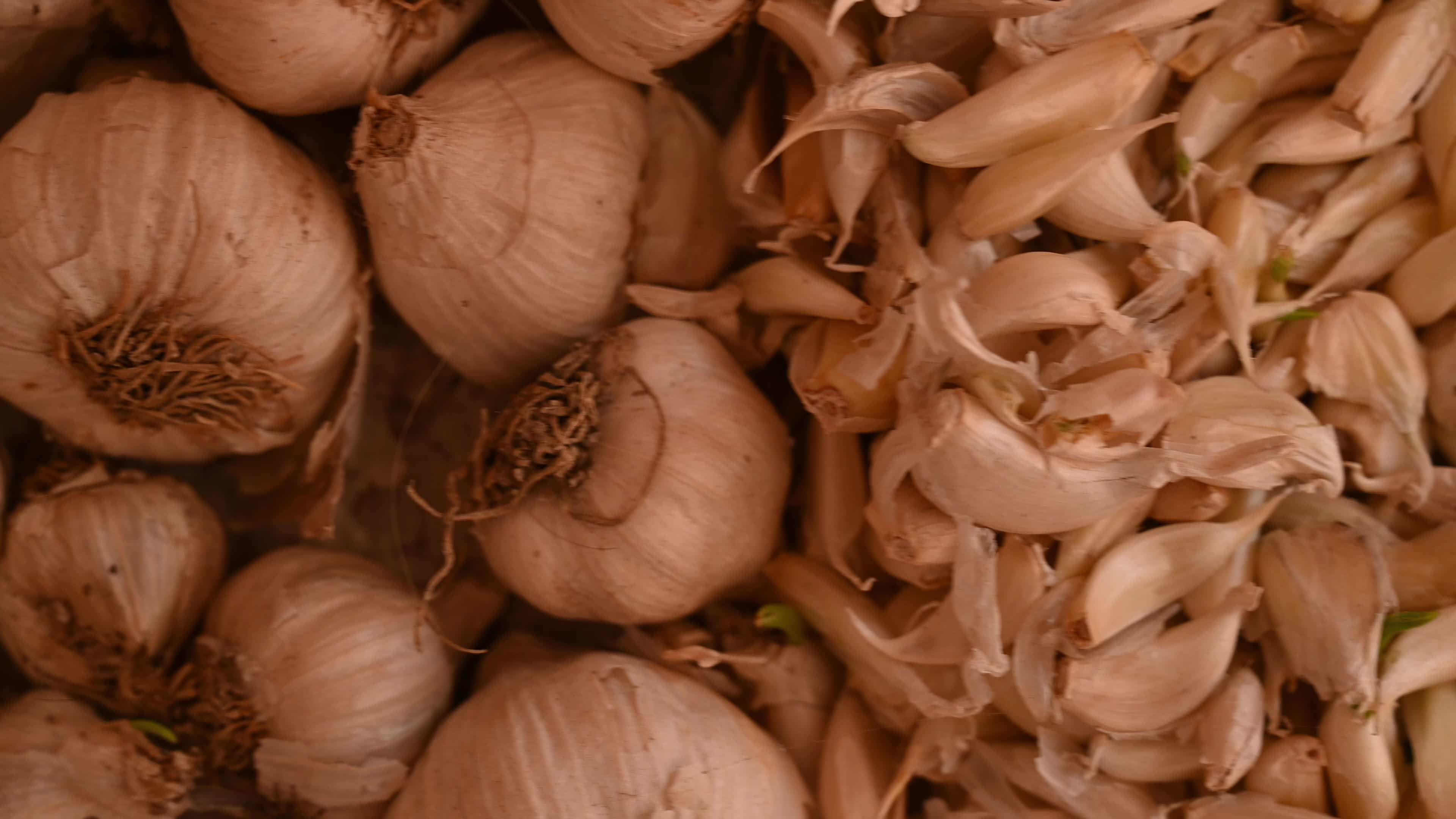 Garlic - Allium sativum - Indian Vegetables 