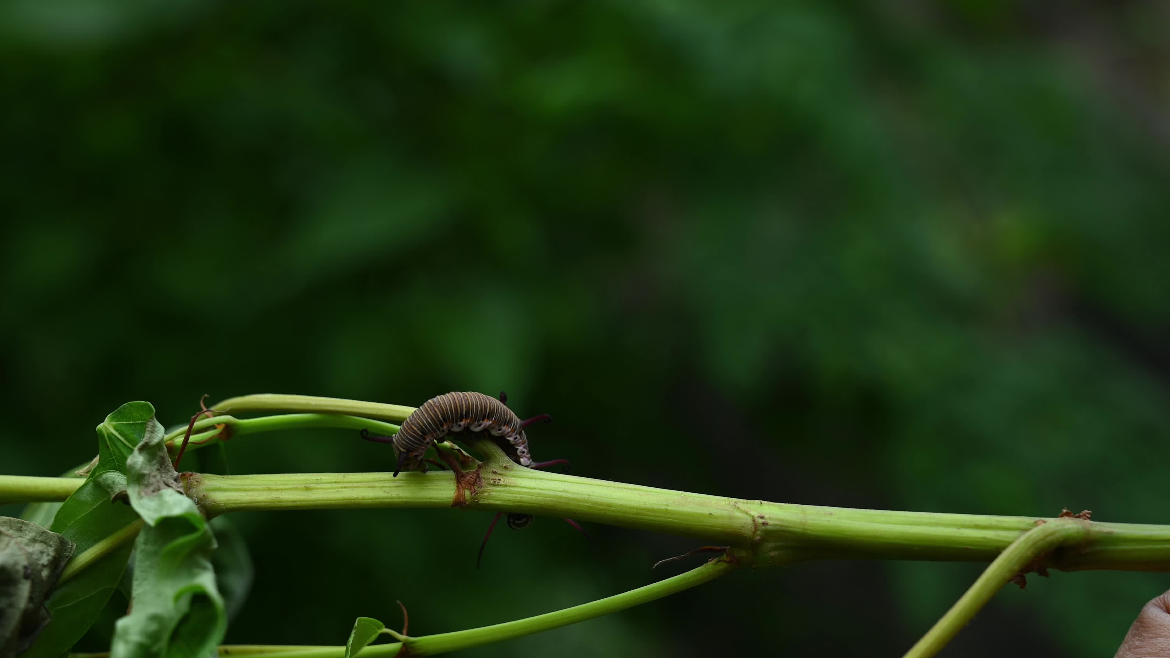 Larva - Caterpillar - Common Crow butterfly (Euploea core) - Toxic Plants Eater 