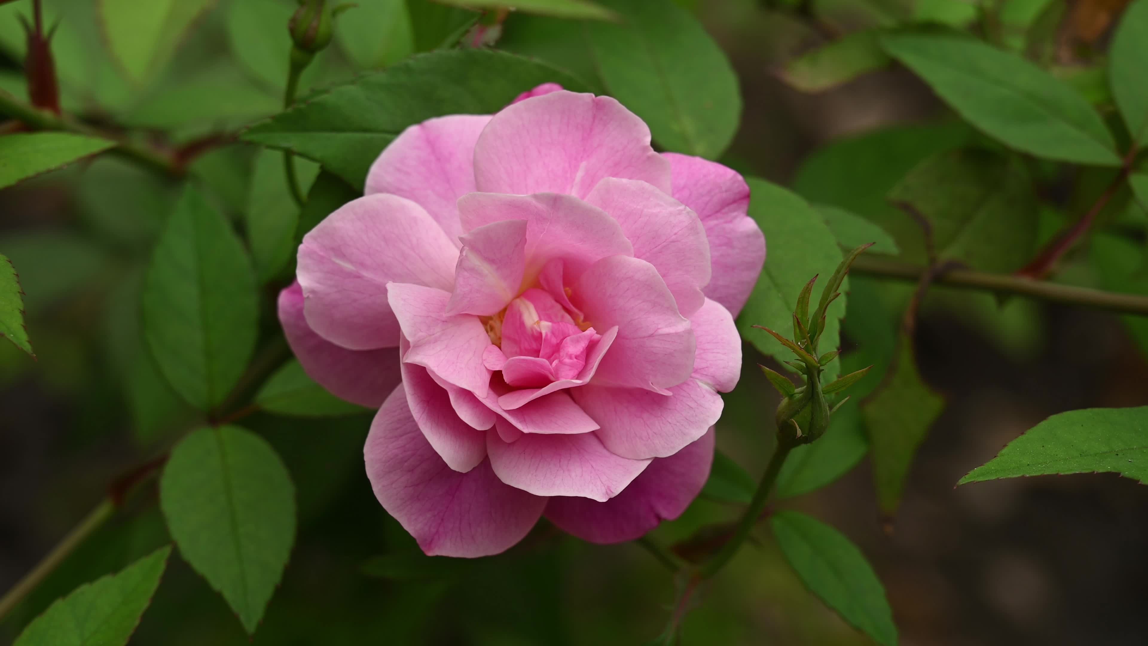 Rose Flower - Monthly Rose 