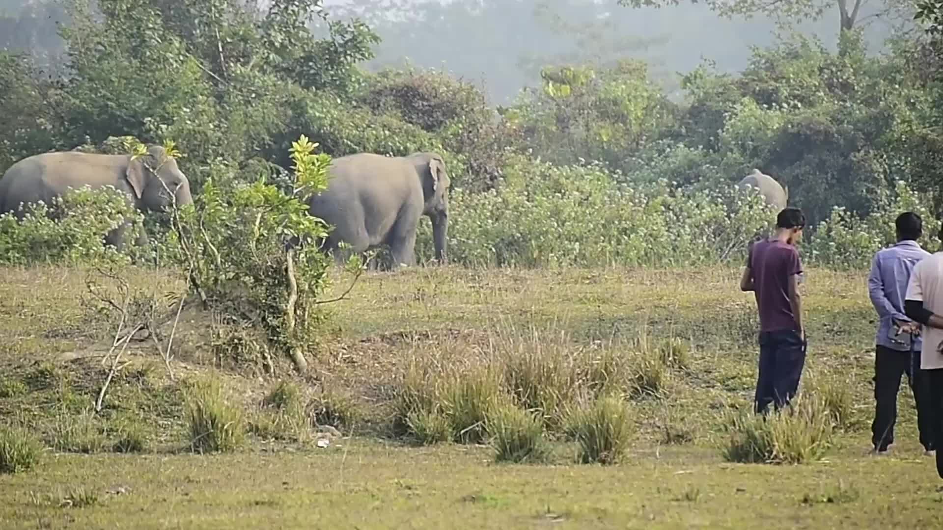 Wlld elephants creating havoc in Assam , India 