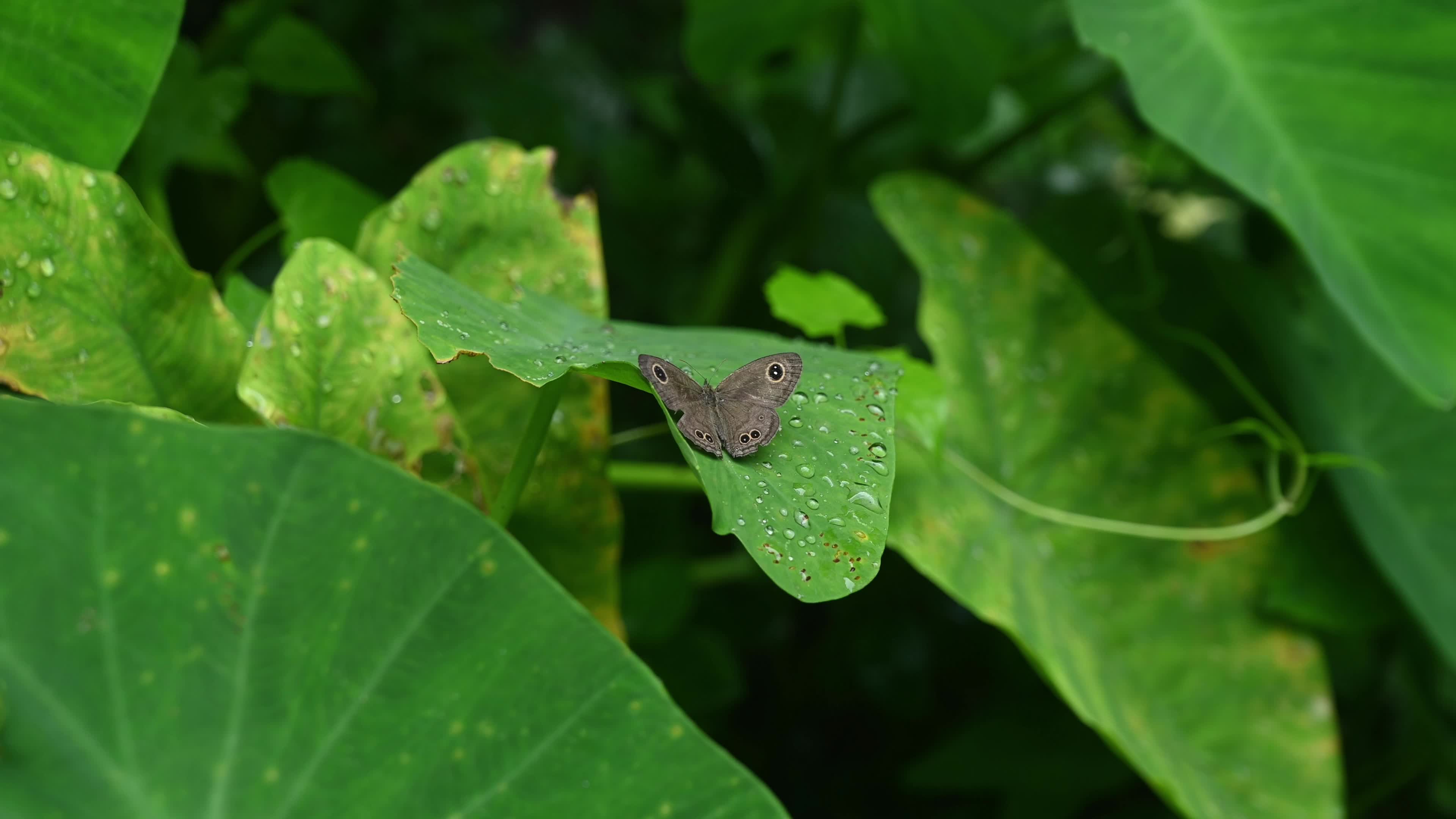 Taro leaves - Monsoon Vive - Waterproof - Hydrophobic 
