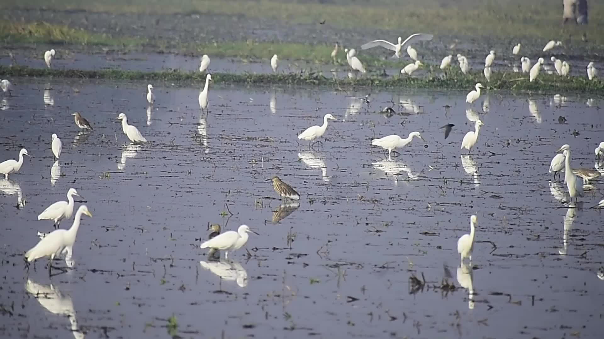 Egrets searching for food in India 
