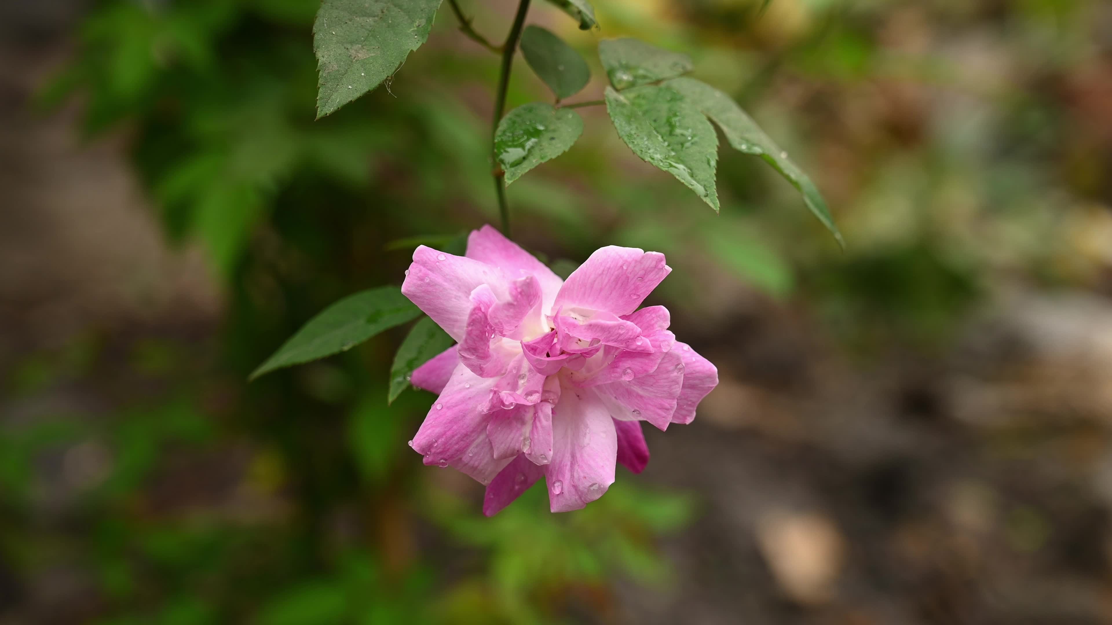 Rose Flower - Monthly Rose 