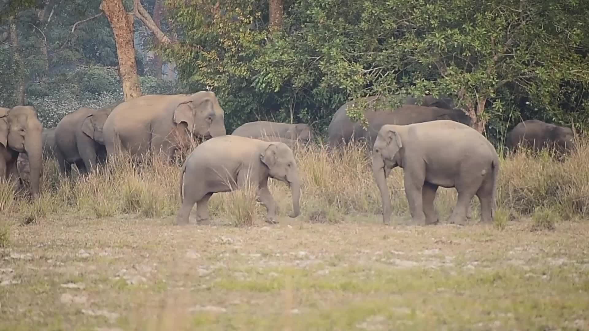 Wlld elephants creating havoc in Assam , India 