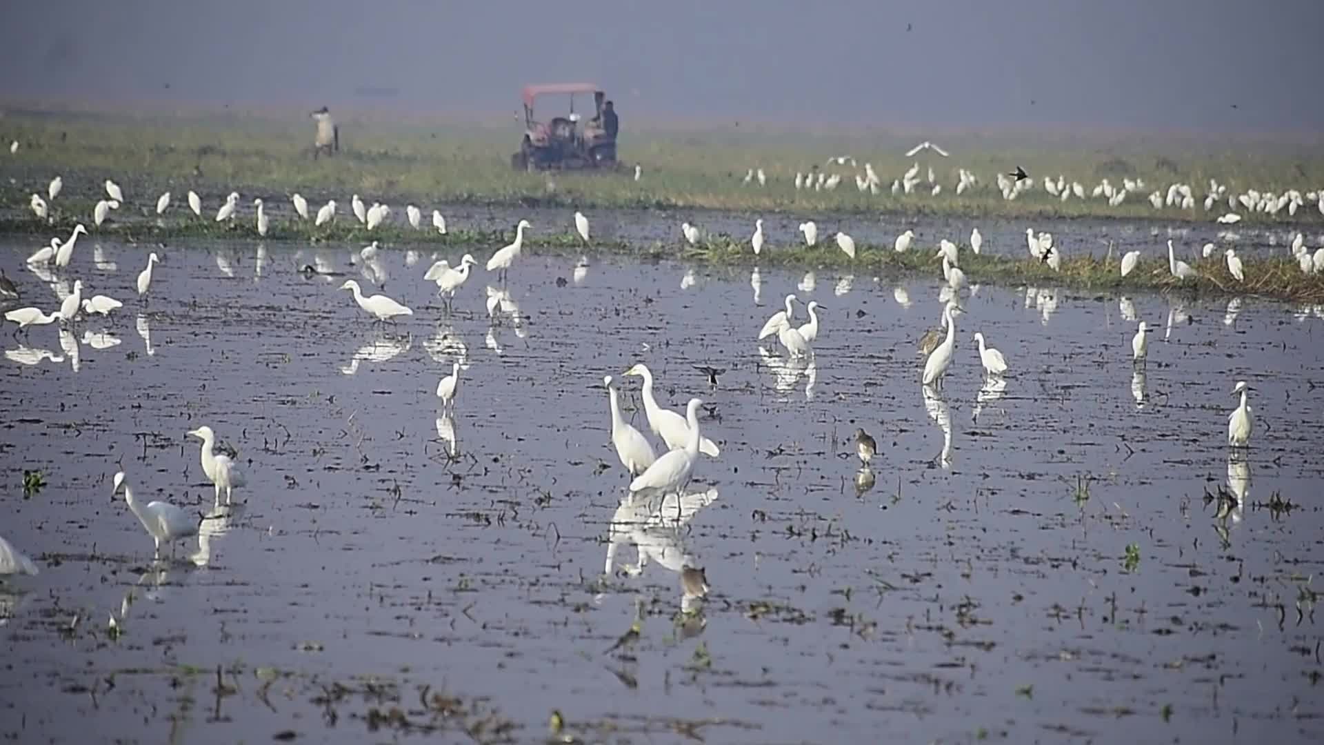 Egrets searching for food in India 