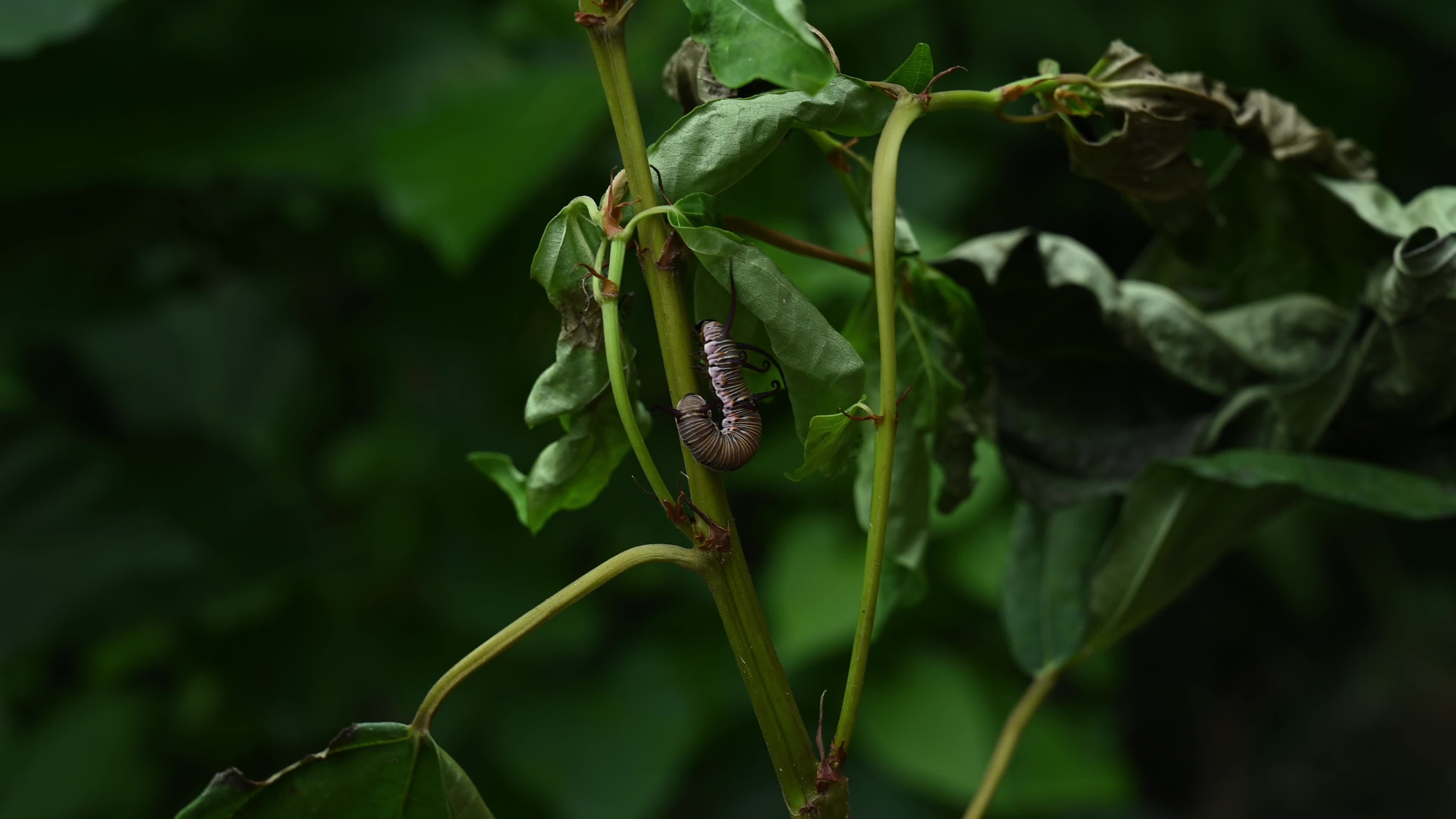 Larva - Caterpillar - Common Crow butterfly (Euploea core) - Toxic Plants Eater 