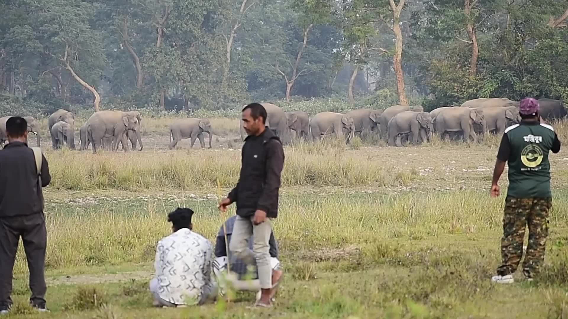 Wlld elephants creating havoc in Assam , India 