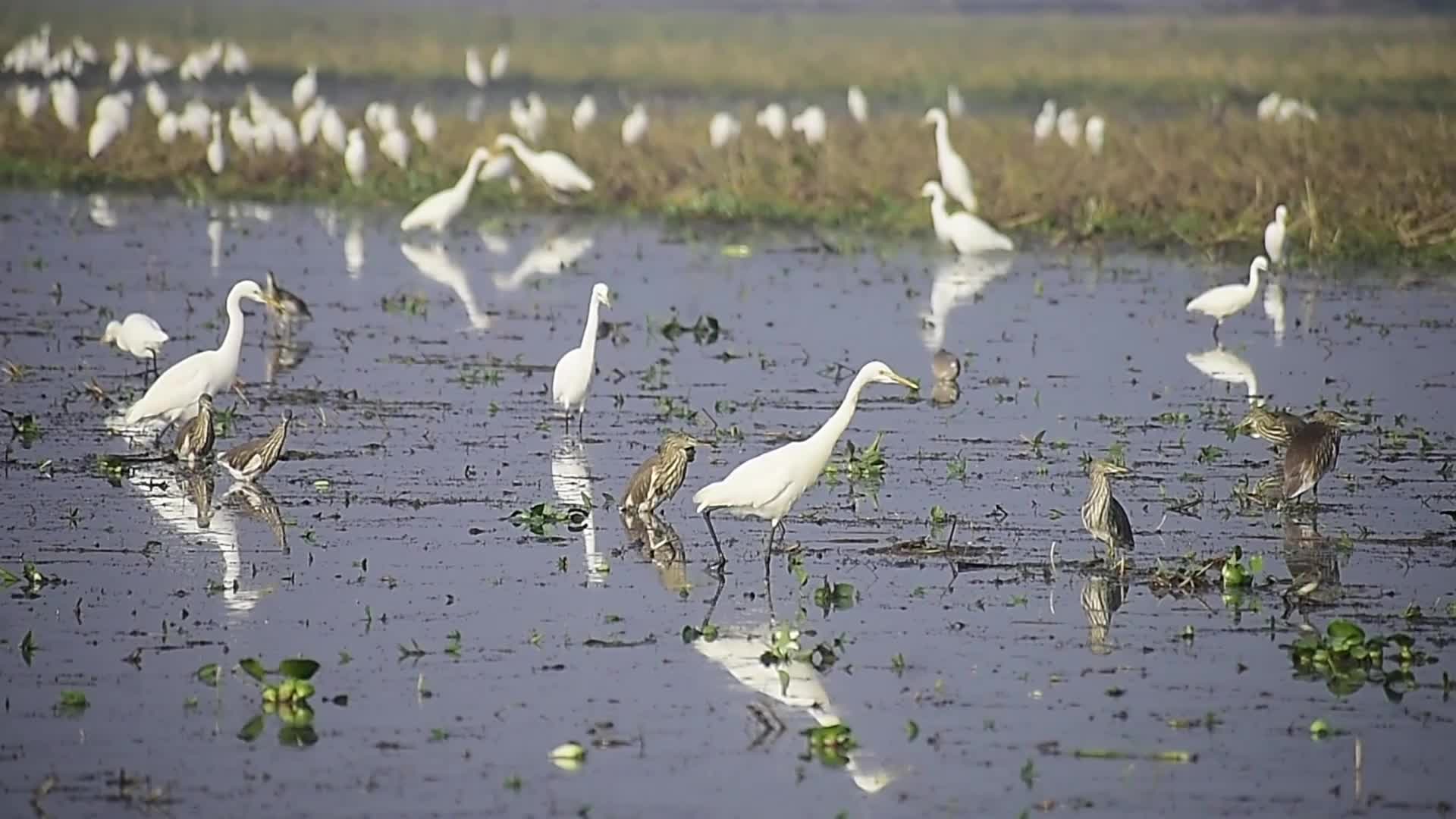 Egrets searching for food in India 