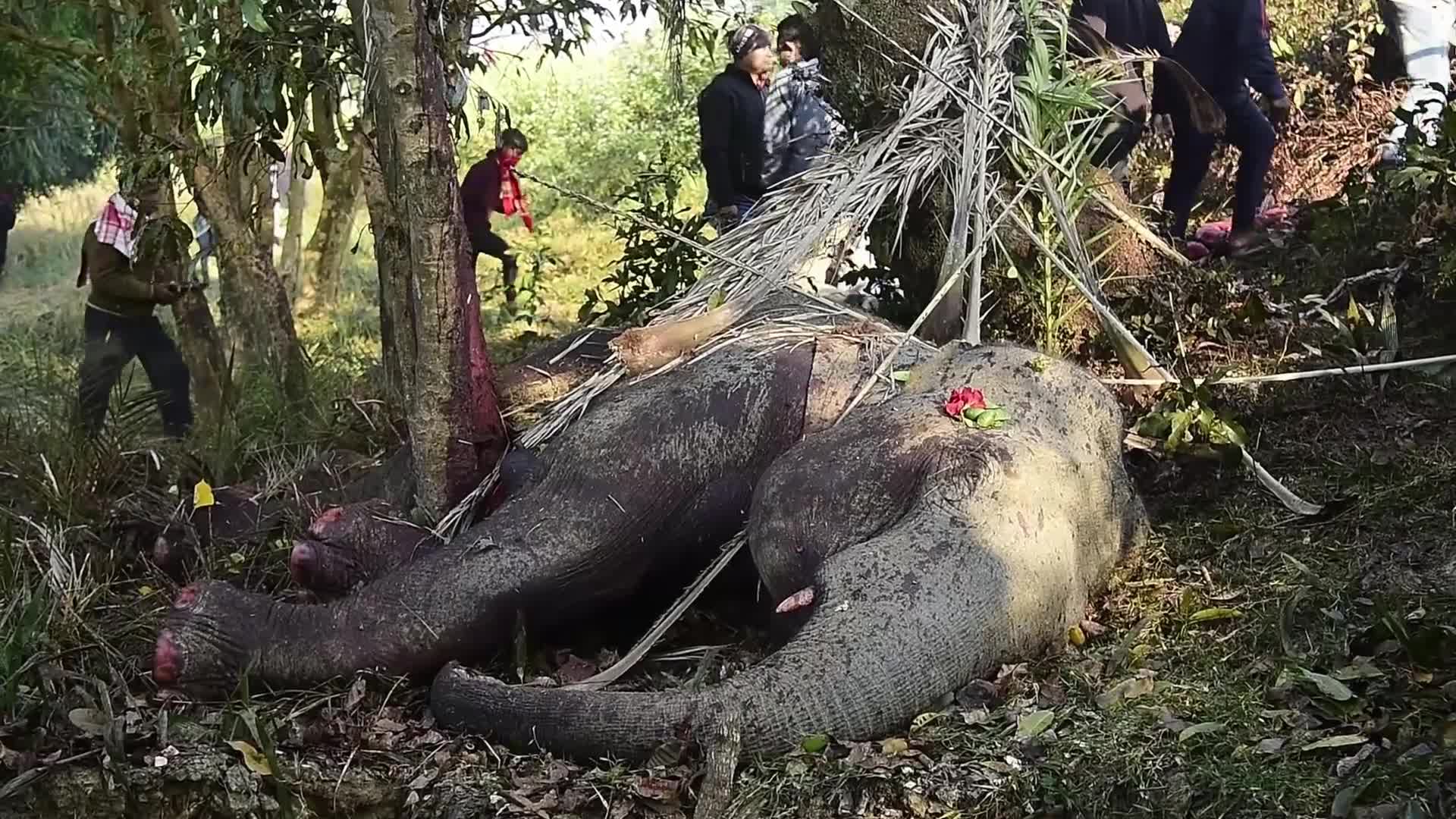 8 elephants killed after By Rajdhani Express In Assam, India 