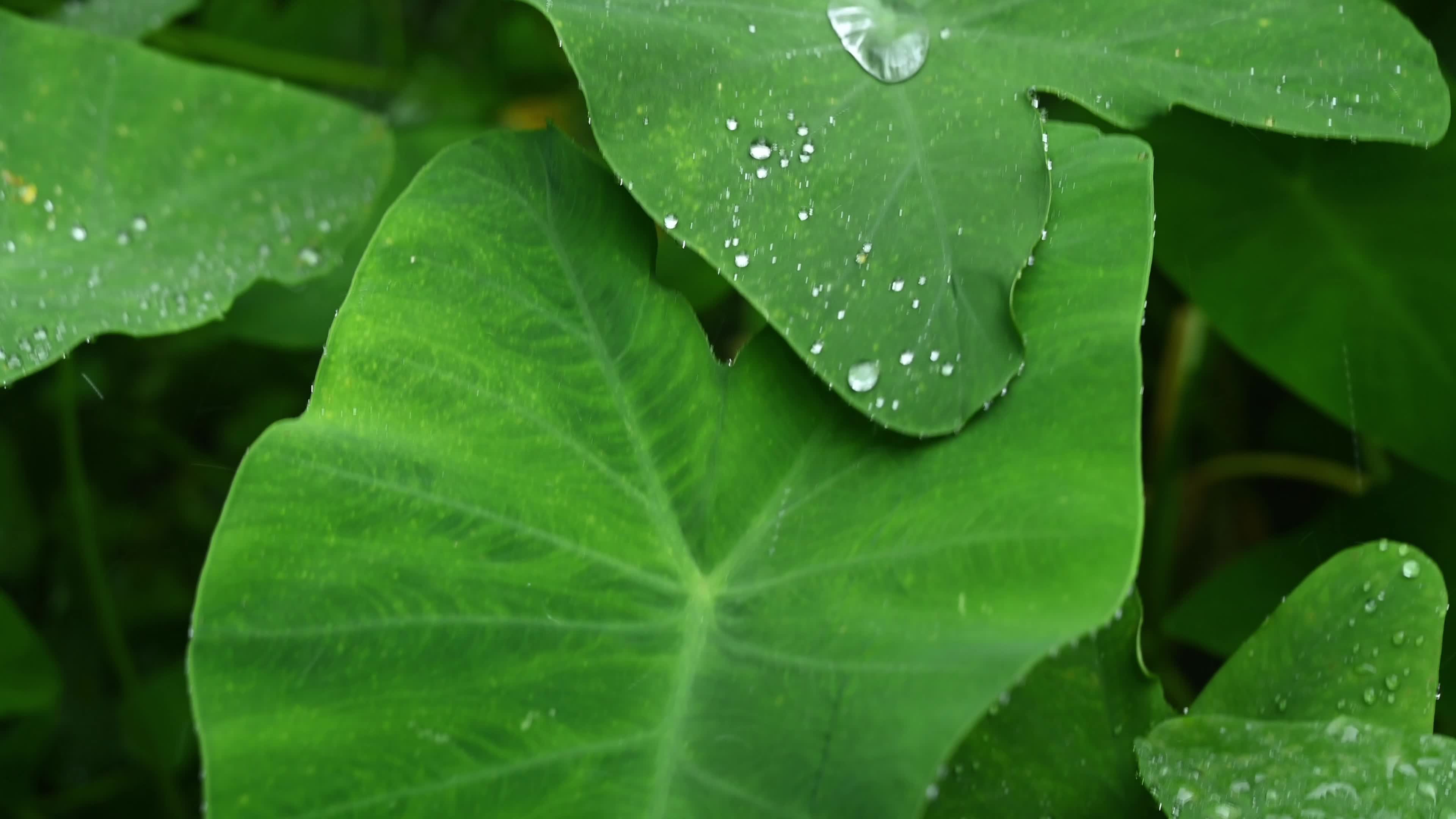 Taro leaves - Monsoon Vive - Waterproof - Hydrophobic 