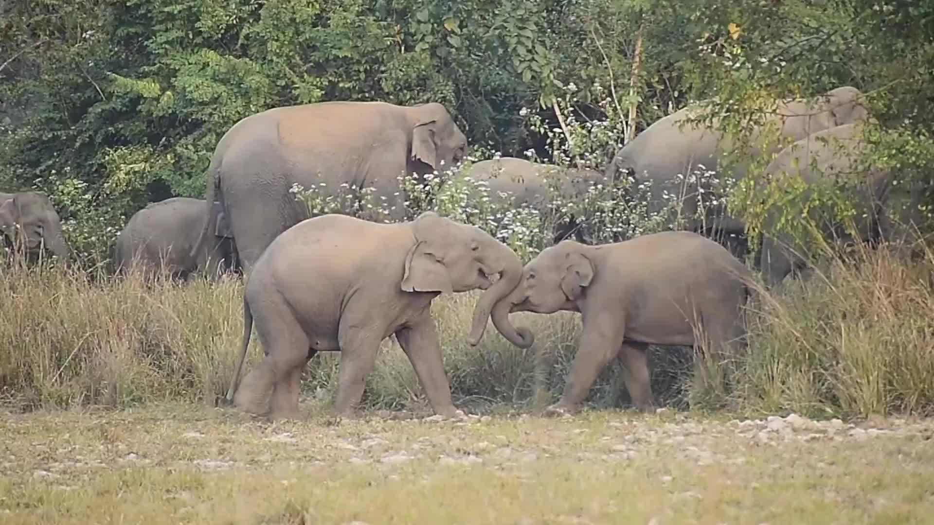 Wlld elephants creating havoc in Assam , India 