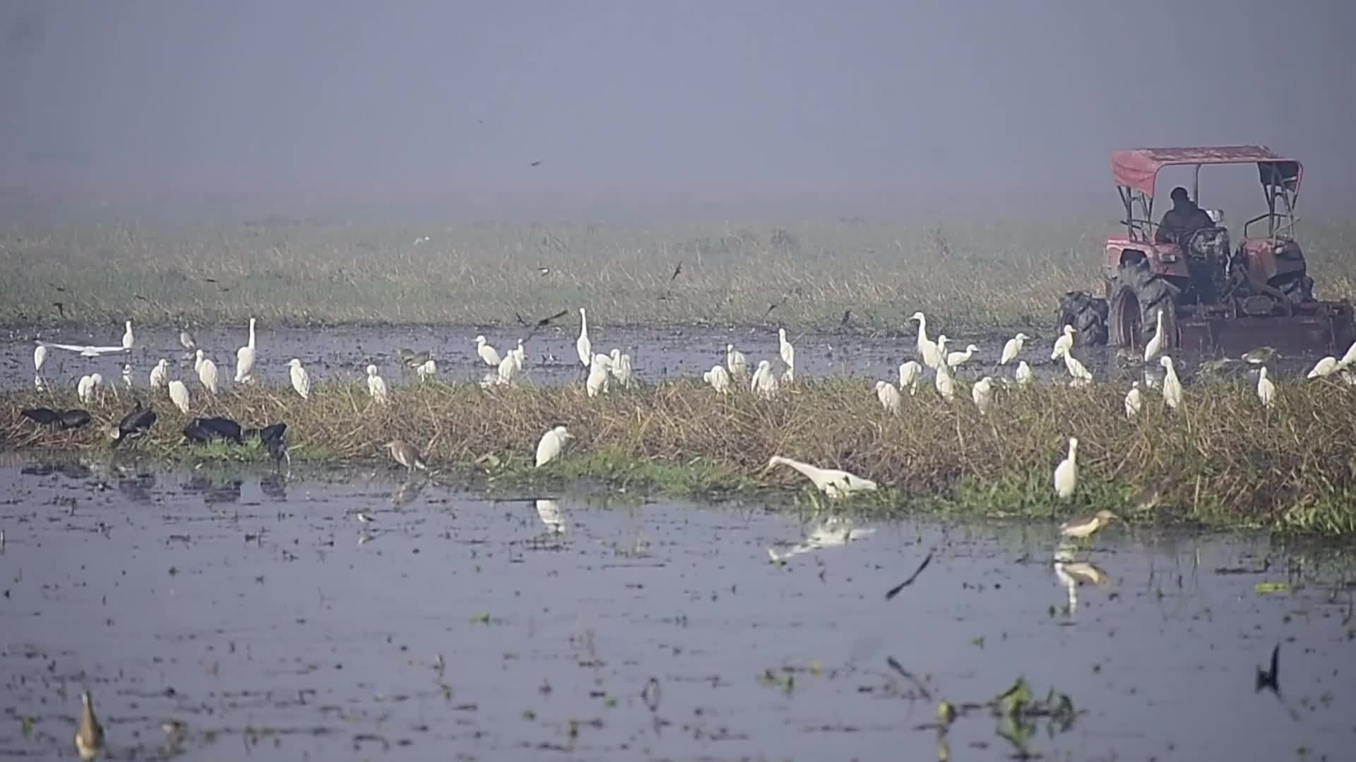 Egrets searching for food in India 