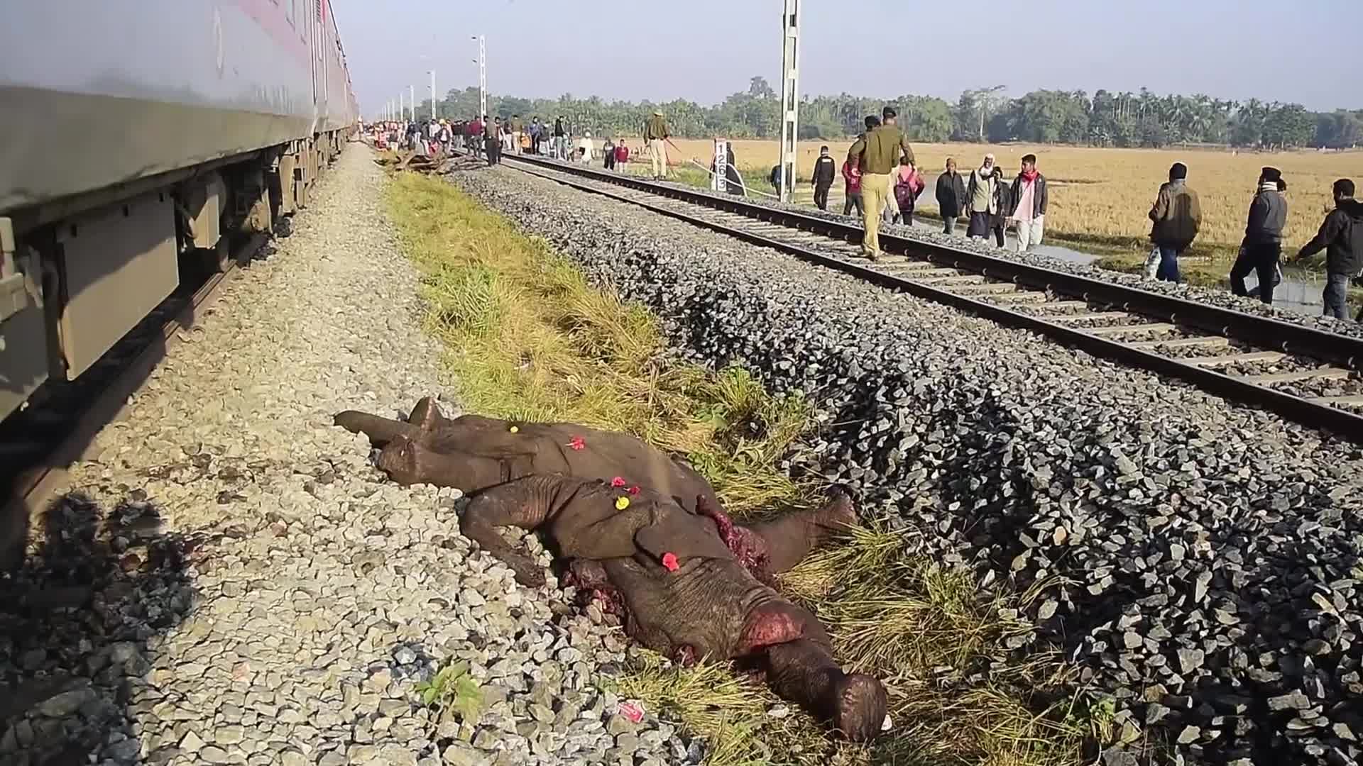 8 elephants killed after By Rajdhani Express In Assam, India 