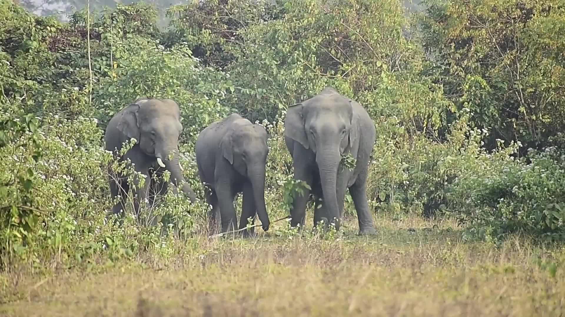 Wlld elephants creating havoc in Assam , India 