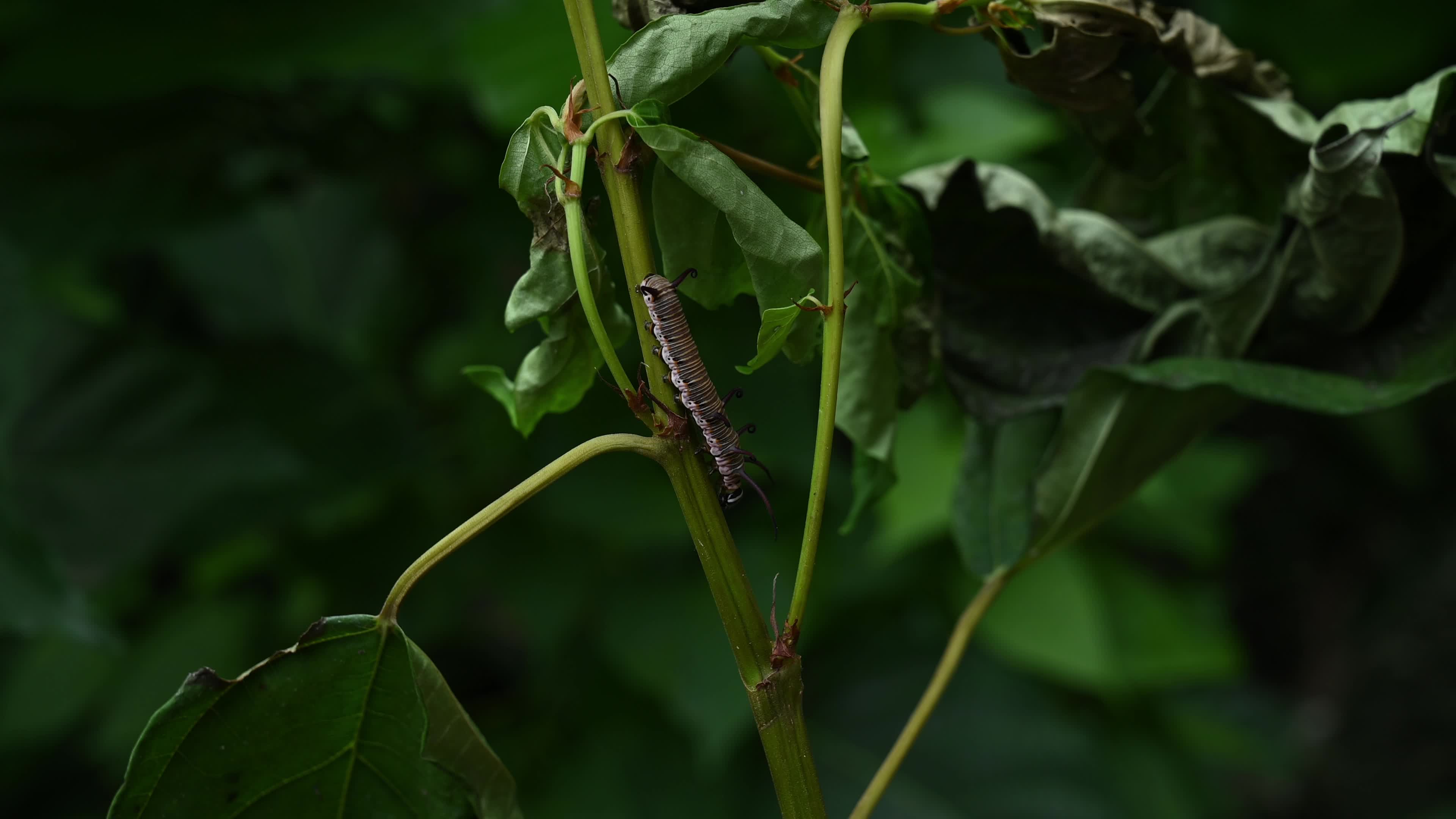 Larva - Caterpillar - Common Crow butterfly (Euploea core) - Toxic Plants Eater 