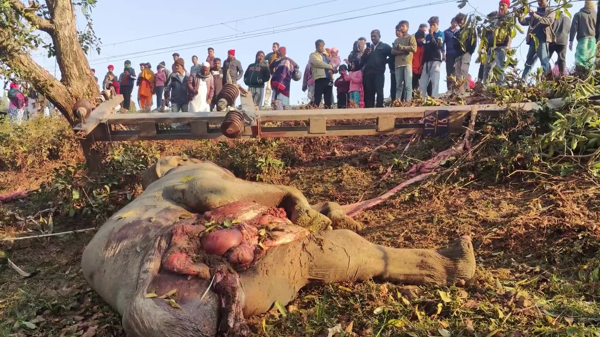 8 elephants killed after By Rajdhani Express In Assam, India 