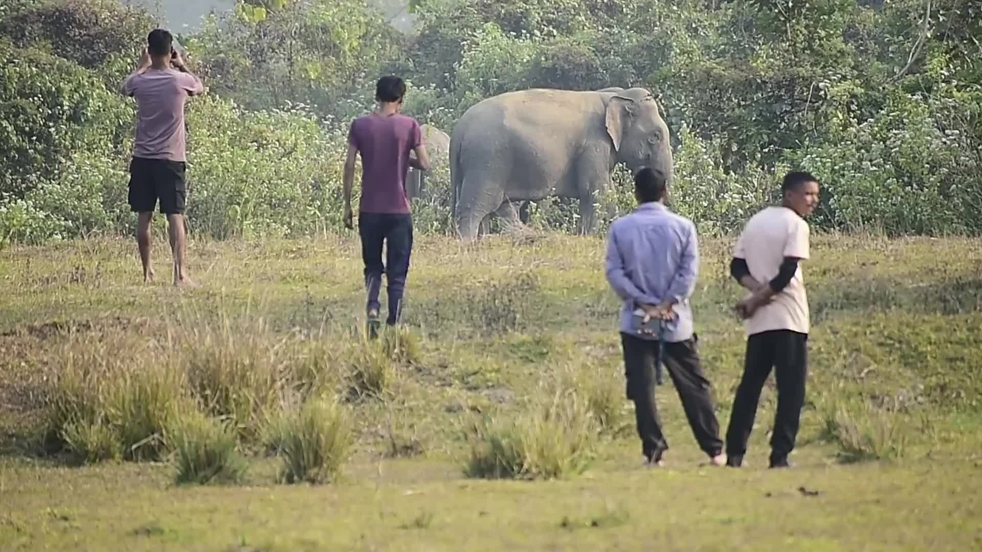 Wlld elephants creating havoc in Assam , India 