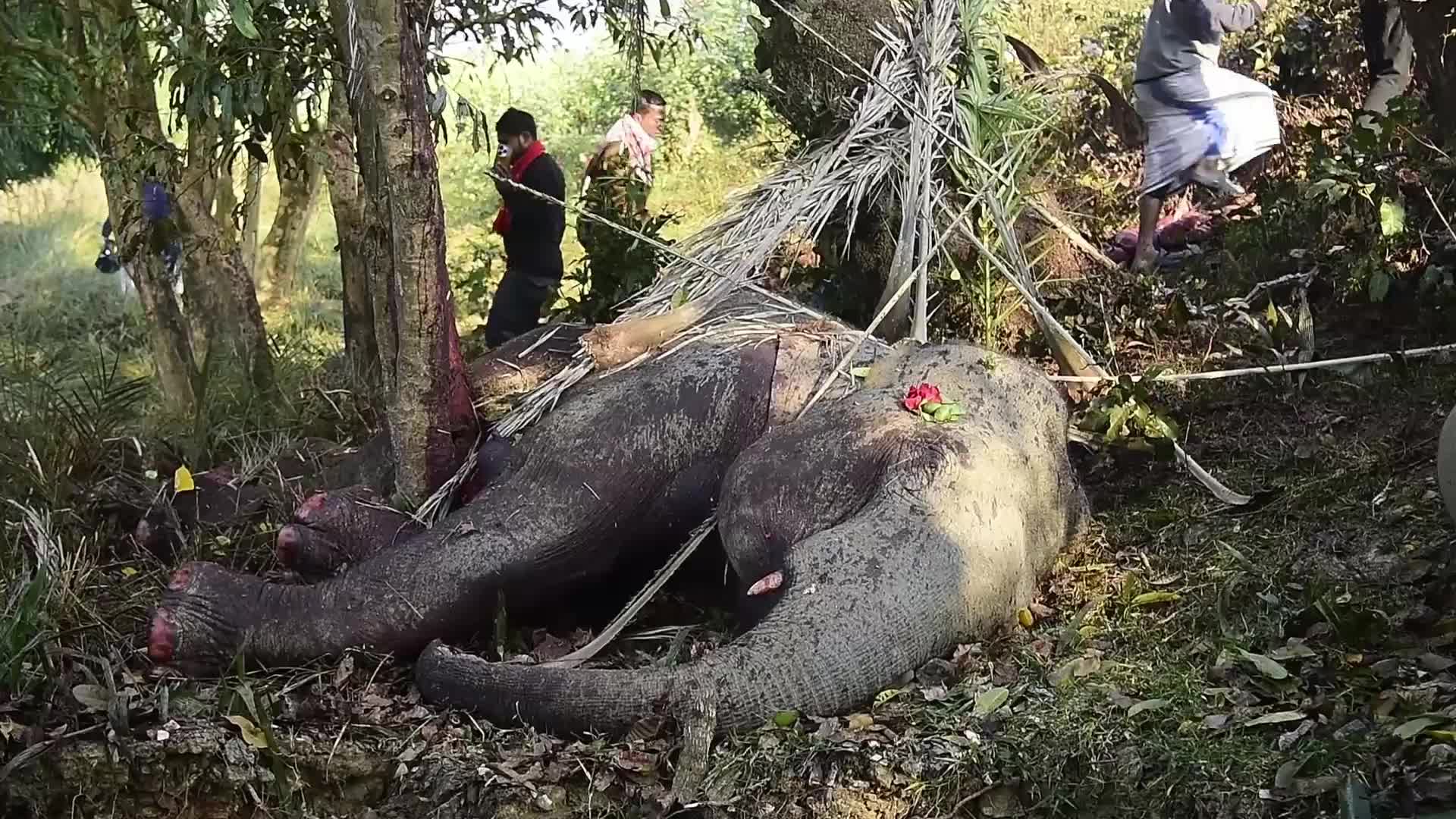 8 elephants killed after By Rajdhani Express In Assam, India 