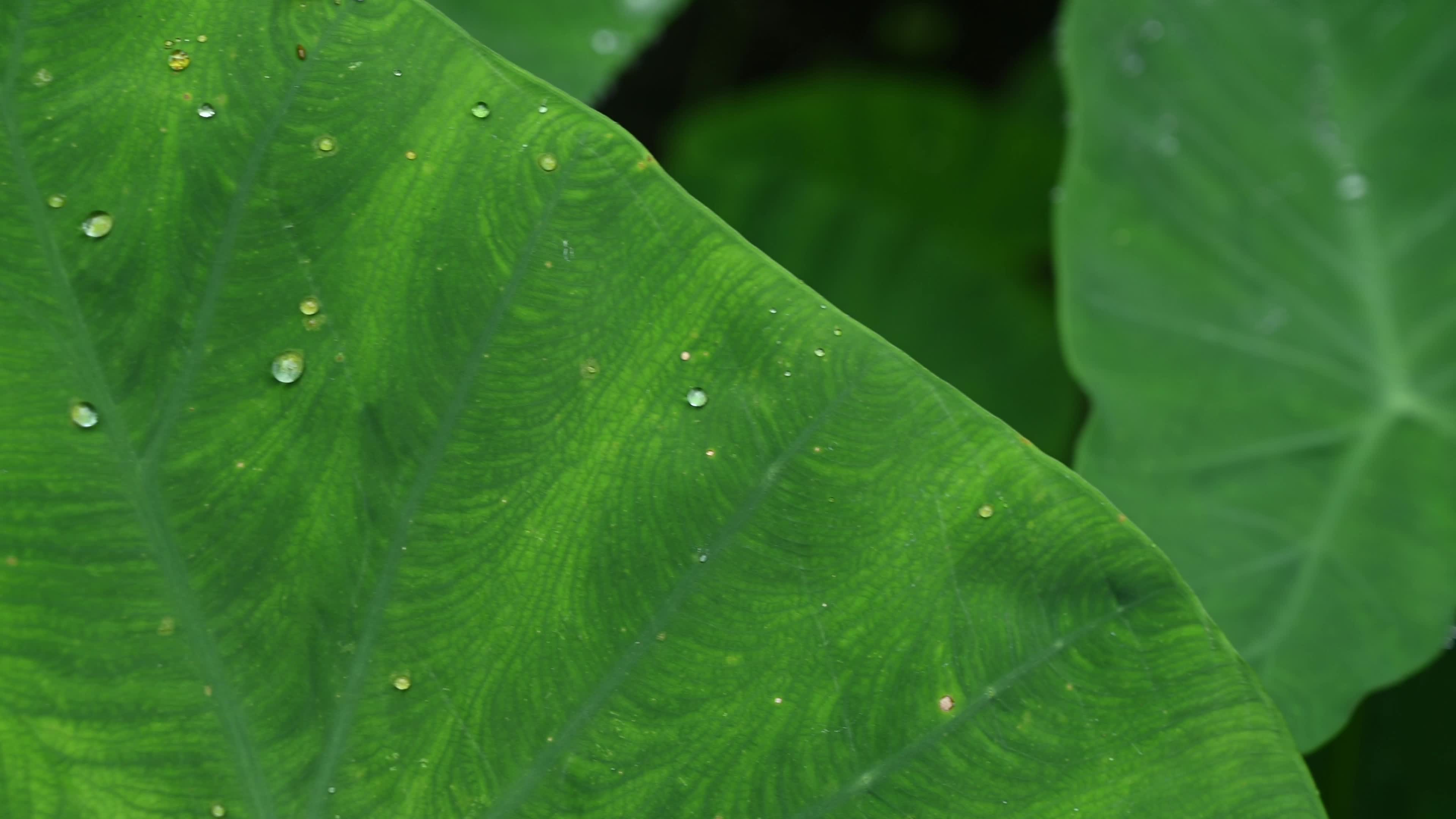 Taro leaves - Monsoon Vive - Waterproof - Hydrophobic 