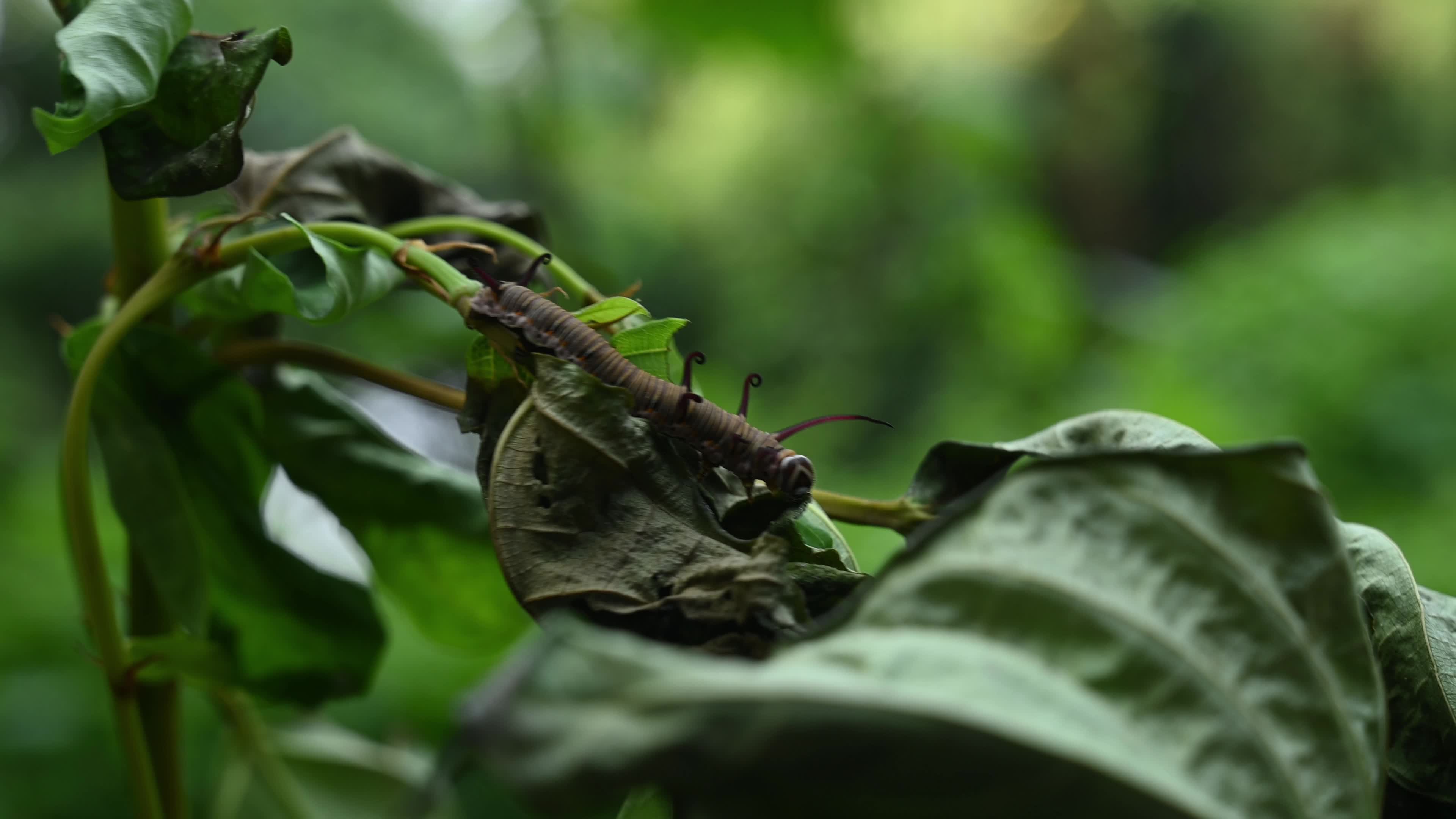 Larva - Caterpillar - Common Crow butterfly (Euploea core) - Toxic Plants Eater 