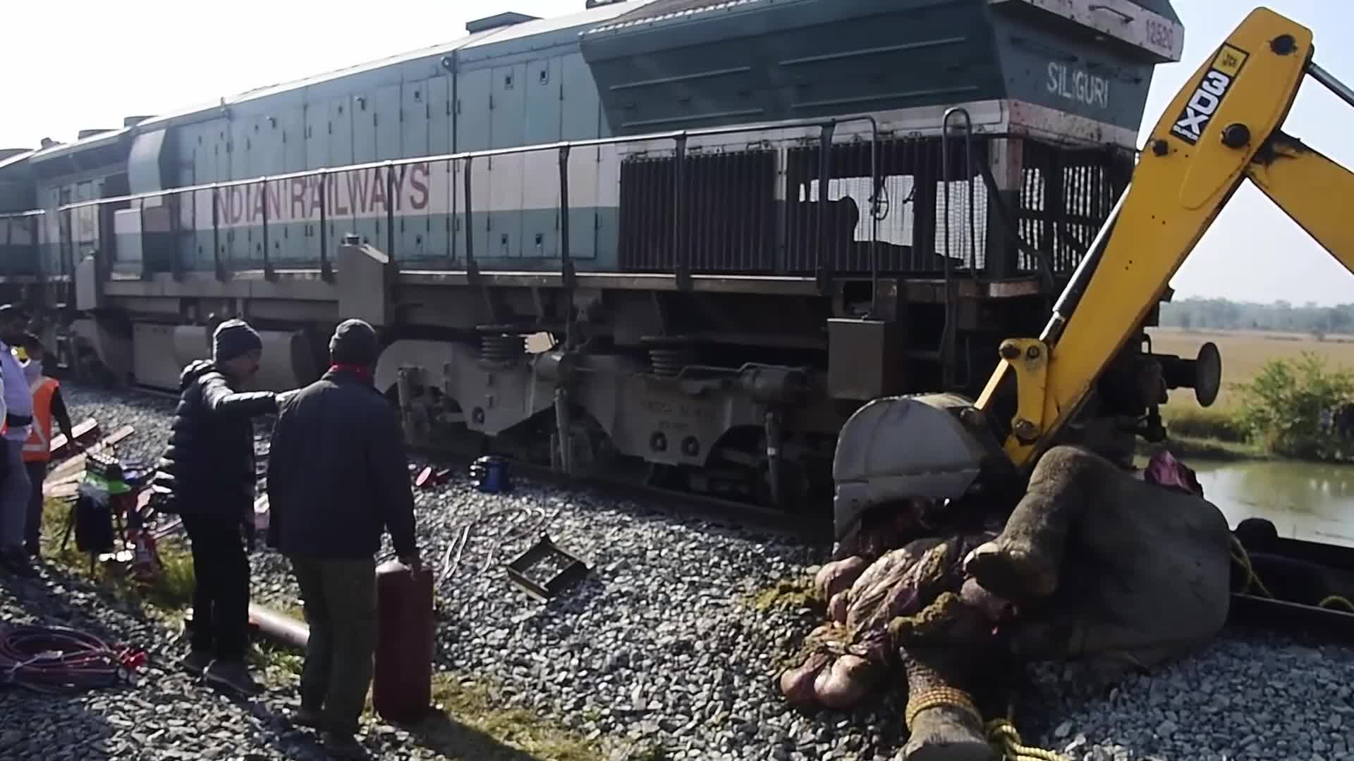 8 elephants killed after By Rajdhani Express In Assam, India 