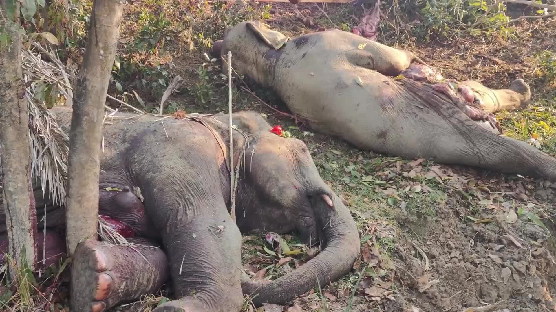 8 elephants killed after By Rajdhani Express In Assam, India 