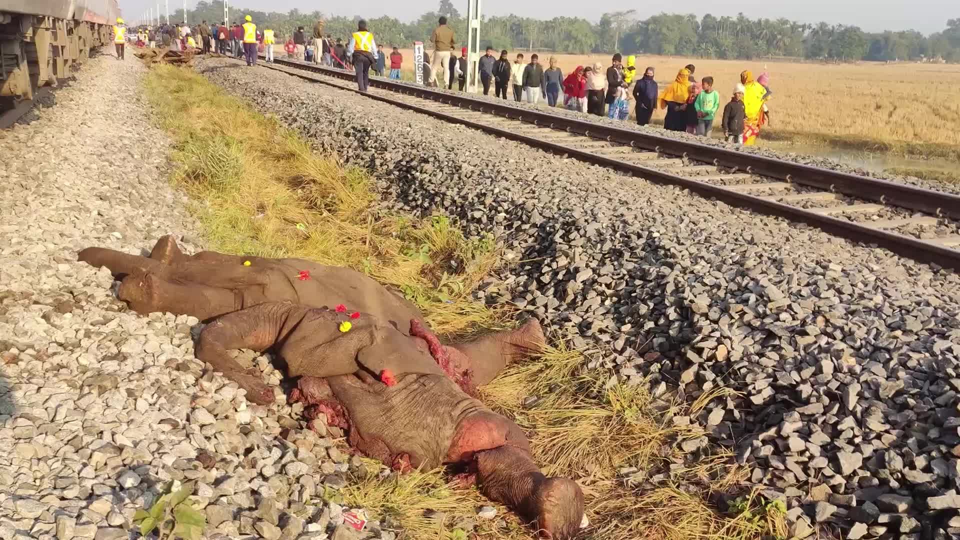 8 elephants killed after By Rajdhani Express In Assam, India 