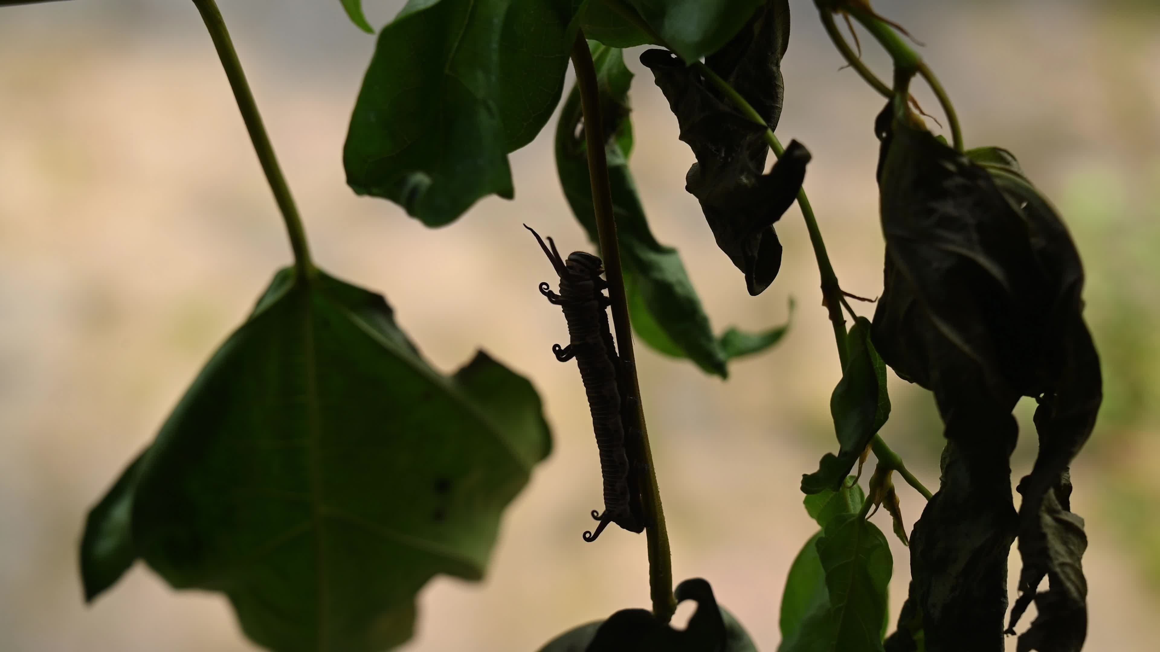 Larva - Caterpillar - Common Crow butterfly (Euploea core) - Toxic Plants Eater 
