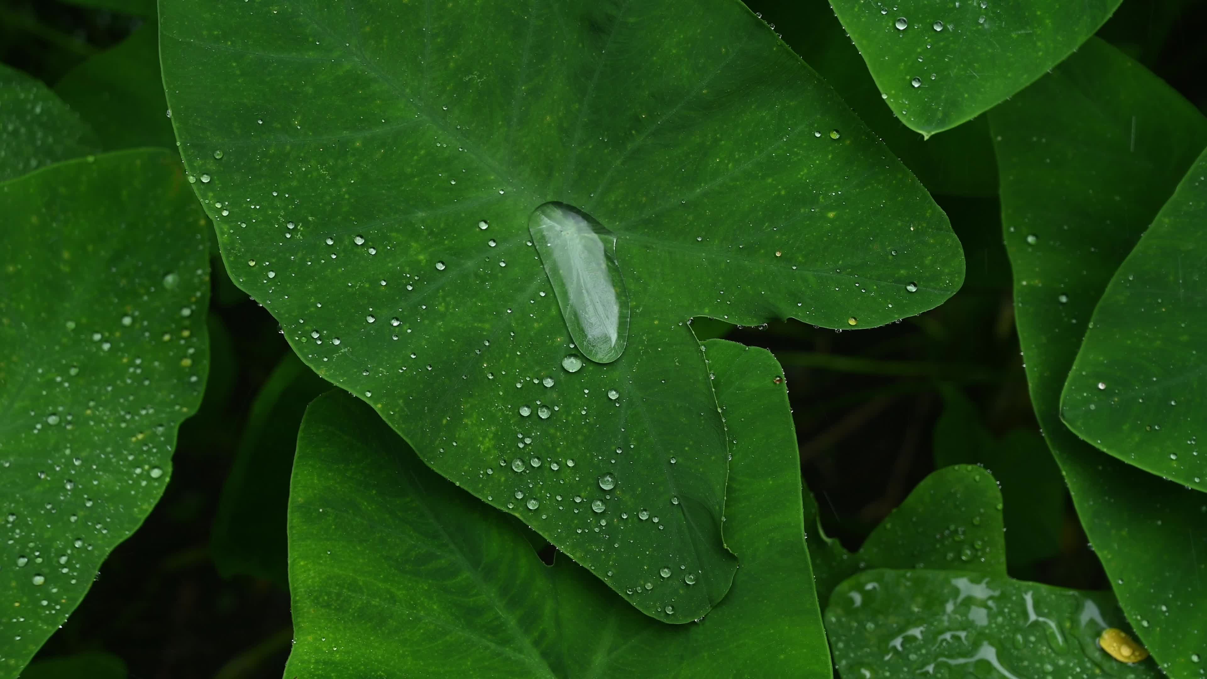 Taro leaves - Monsoon Vive - Waterproof - Hydrophobic 