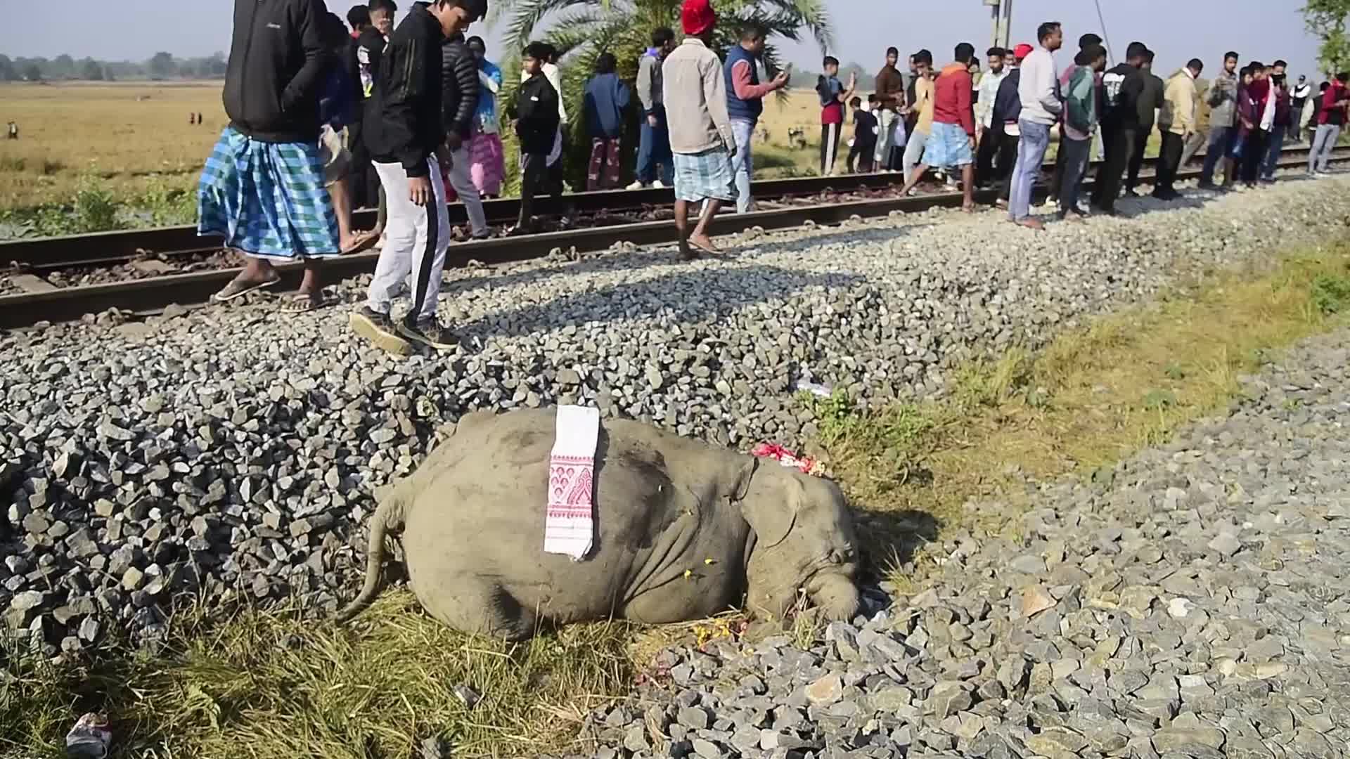8 elephants killed after By Rajdhani Express In Assam, India 