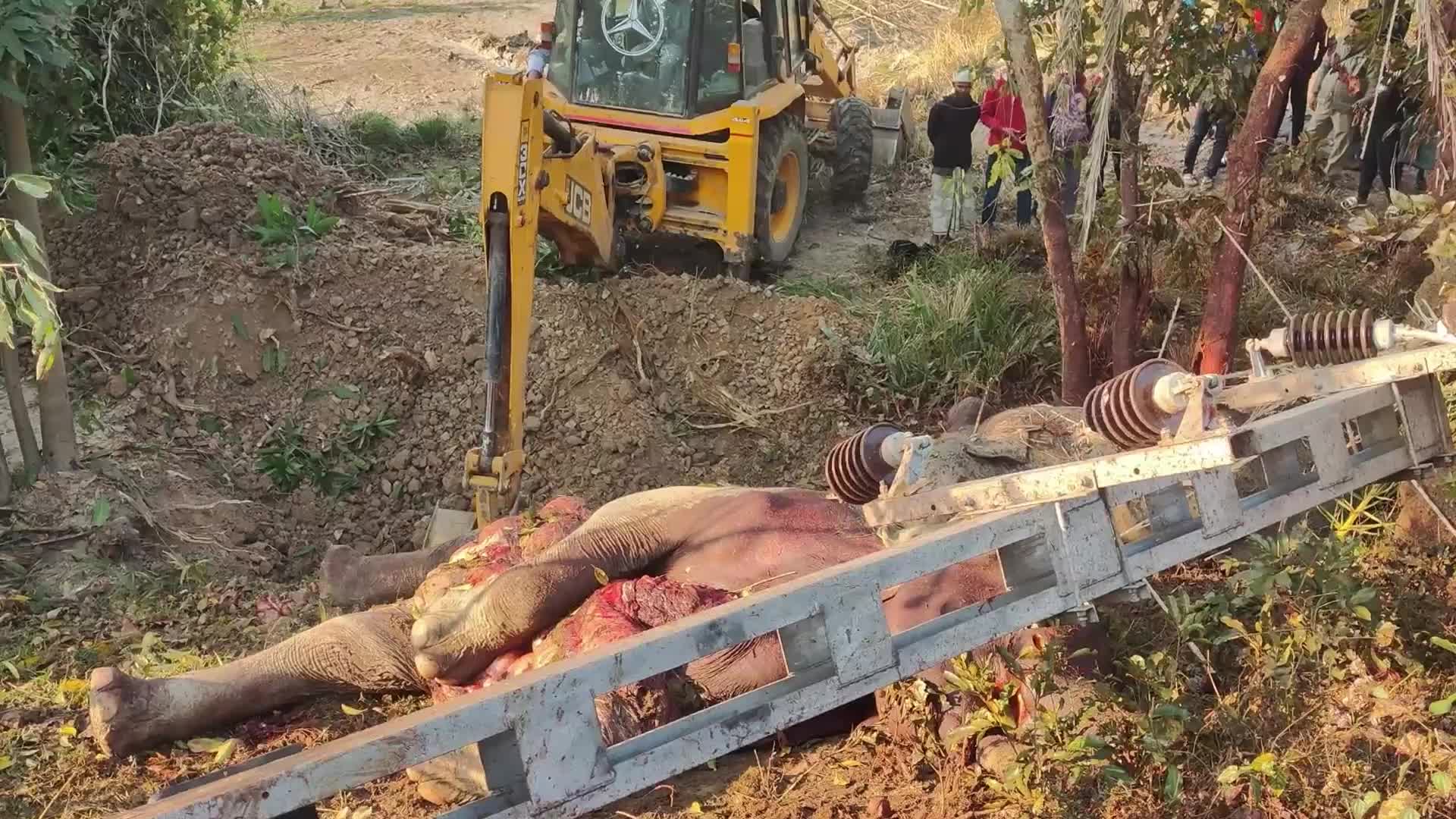 8 elephants killed after By Rajdhani Express In Assam, India 