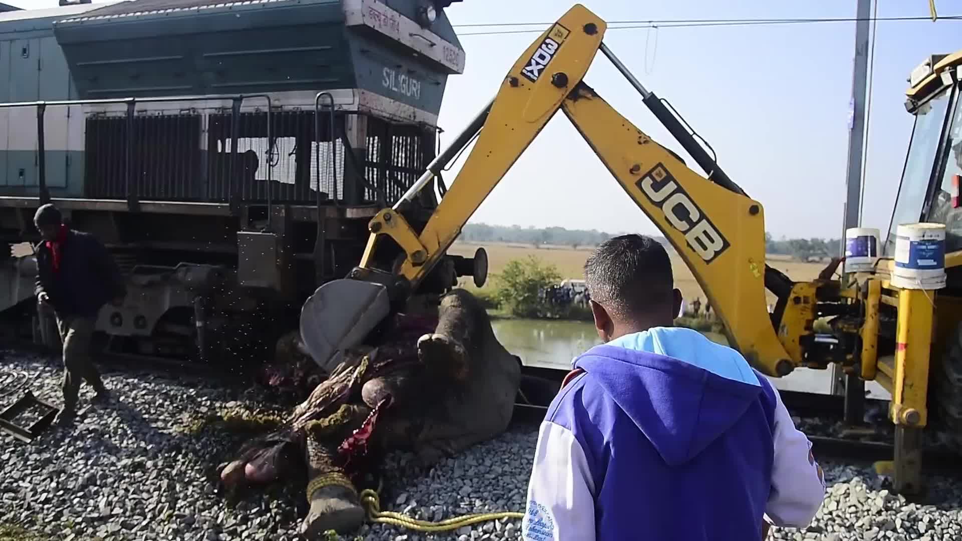 8 elephants killed after By Rajdhani Express In Assam, India 