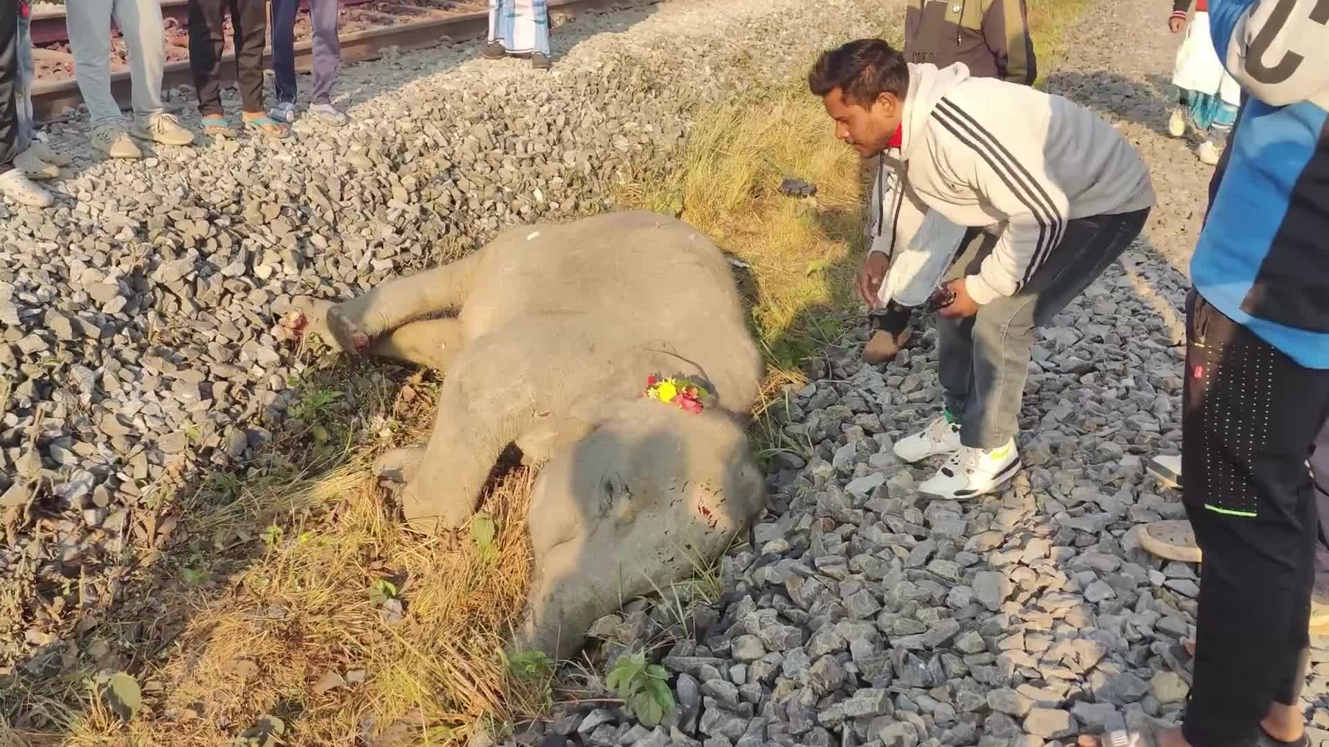 8 elephants killed after By Rajdhani Express In Assam, India 