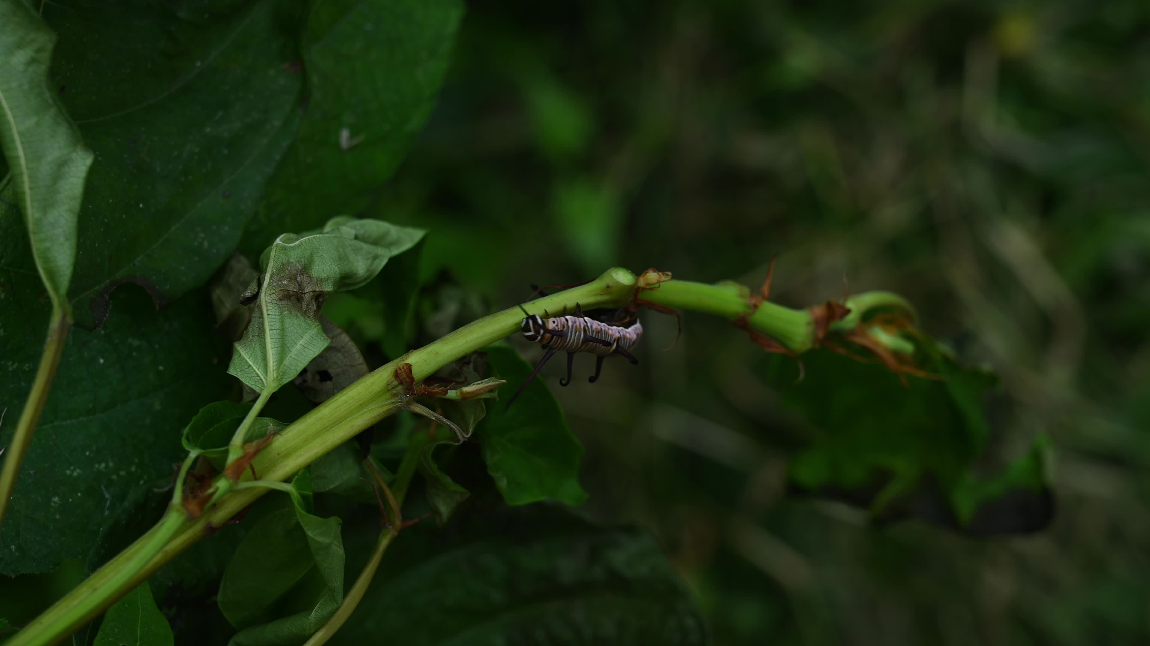 Larva - Caterpillar - Common Crow butterfly (Euploea core) - Toxic Plants Eater 