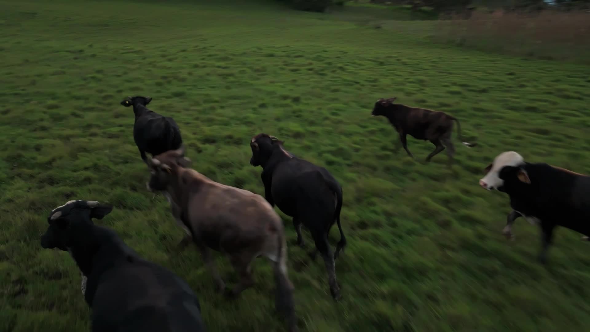 Central Colombia Livestock and Weather