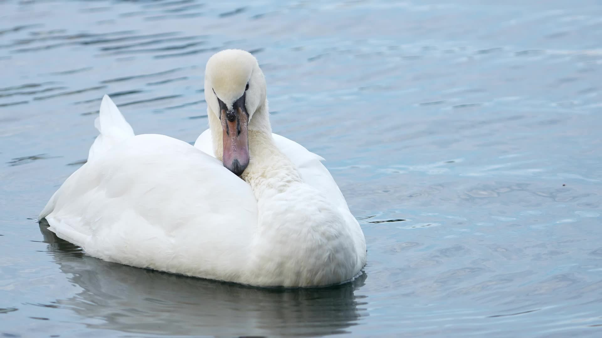 Swan Deaths At Lake Eola Spark Bird Flu Concerns