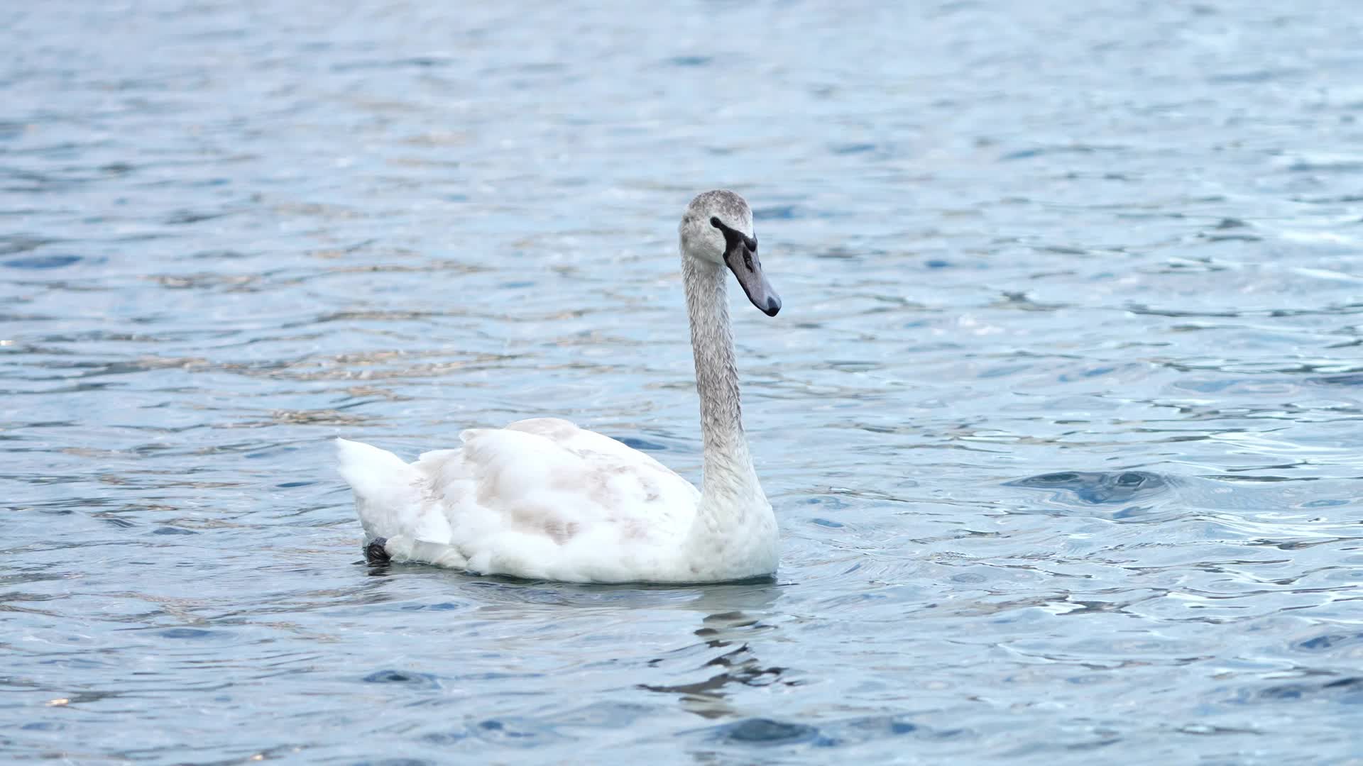 Swan Deaths At Lake Eola Spark Bird Flu Concerns