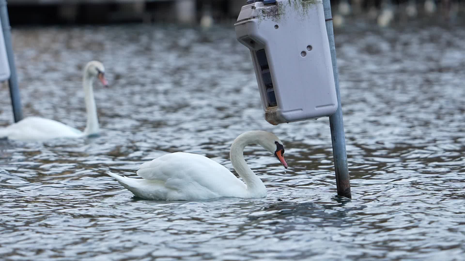Swan Deaths At Lake Eola Spark Bird Flu Concerns