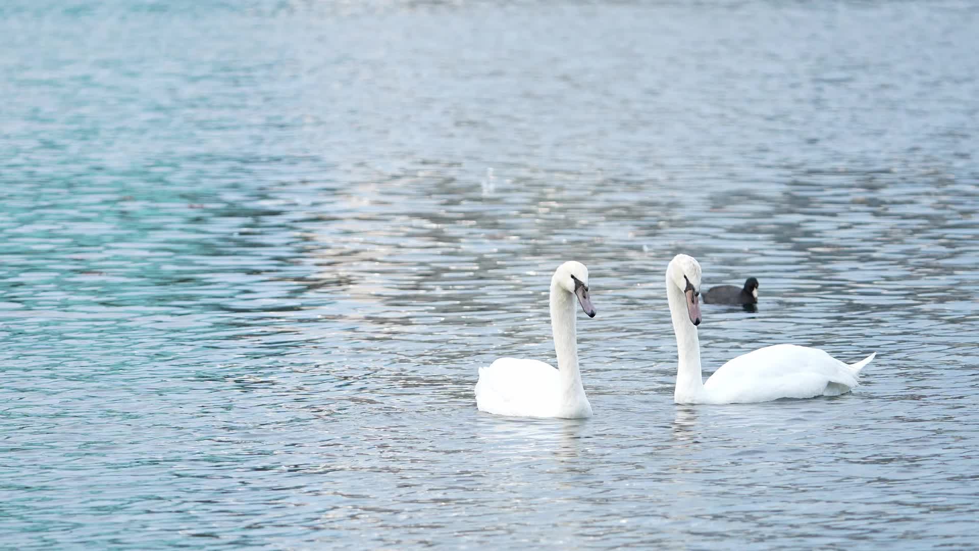 Swan Deaths At Lake Eola Spark Bird Flu Concerns