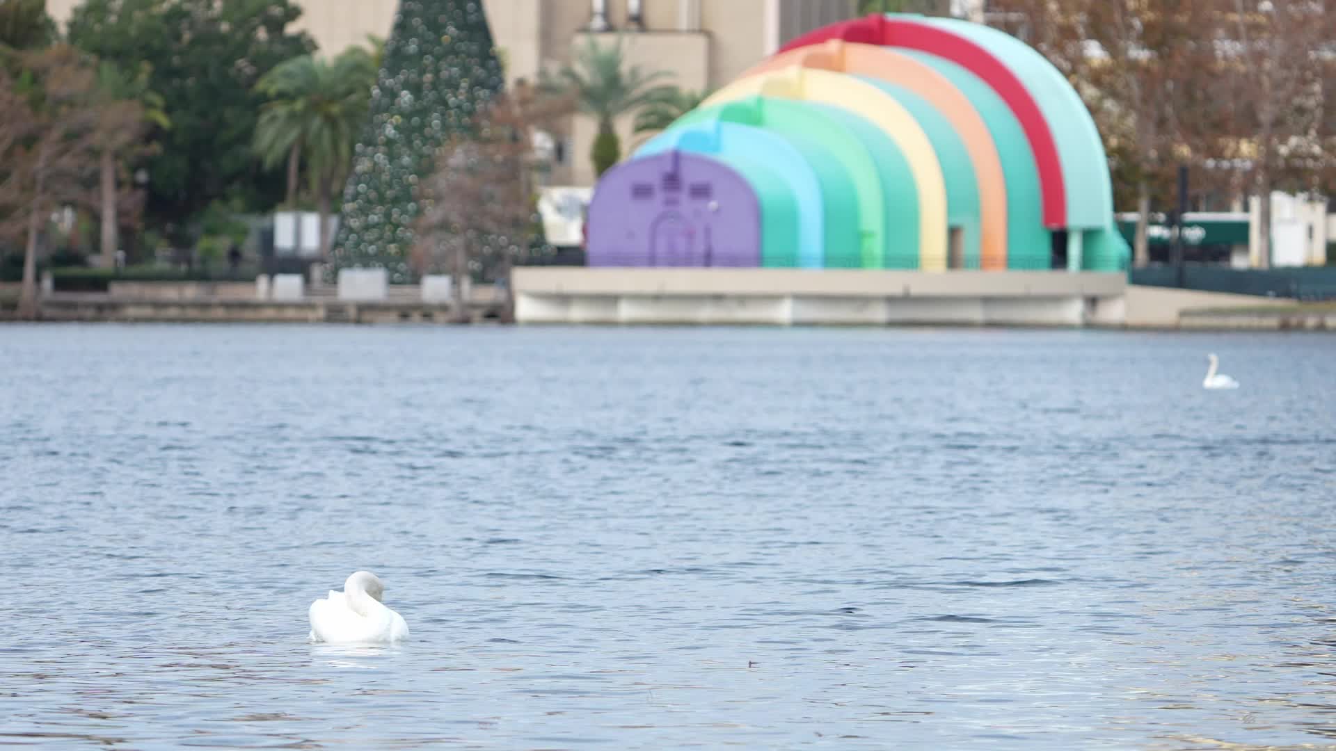 Swan Deaths At Lake Eola Spark Bird Flu Concerns
