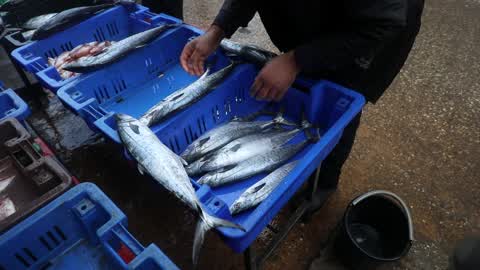 Palestinian Fishermen