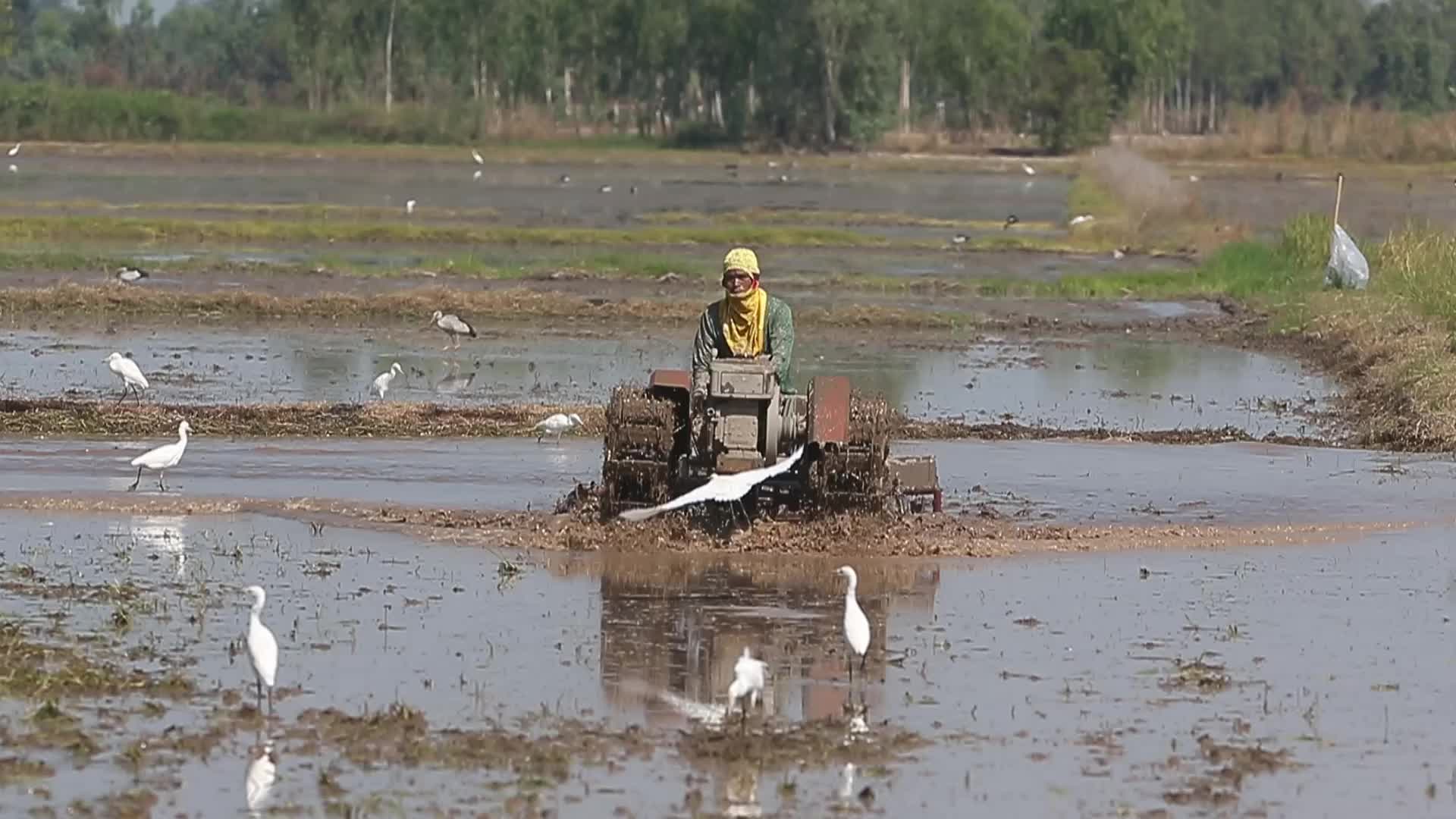 Thailand Agriculture