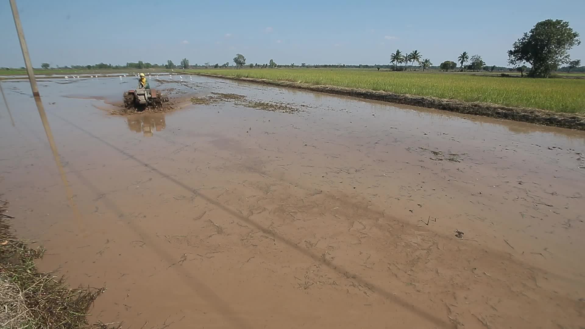 Thailand Agriculture